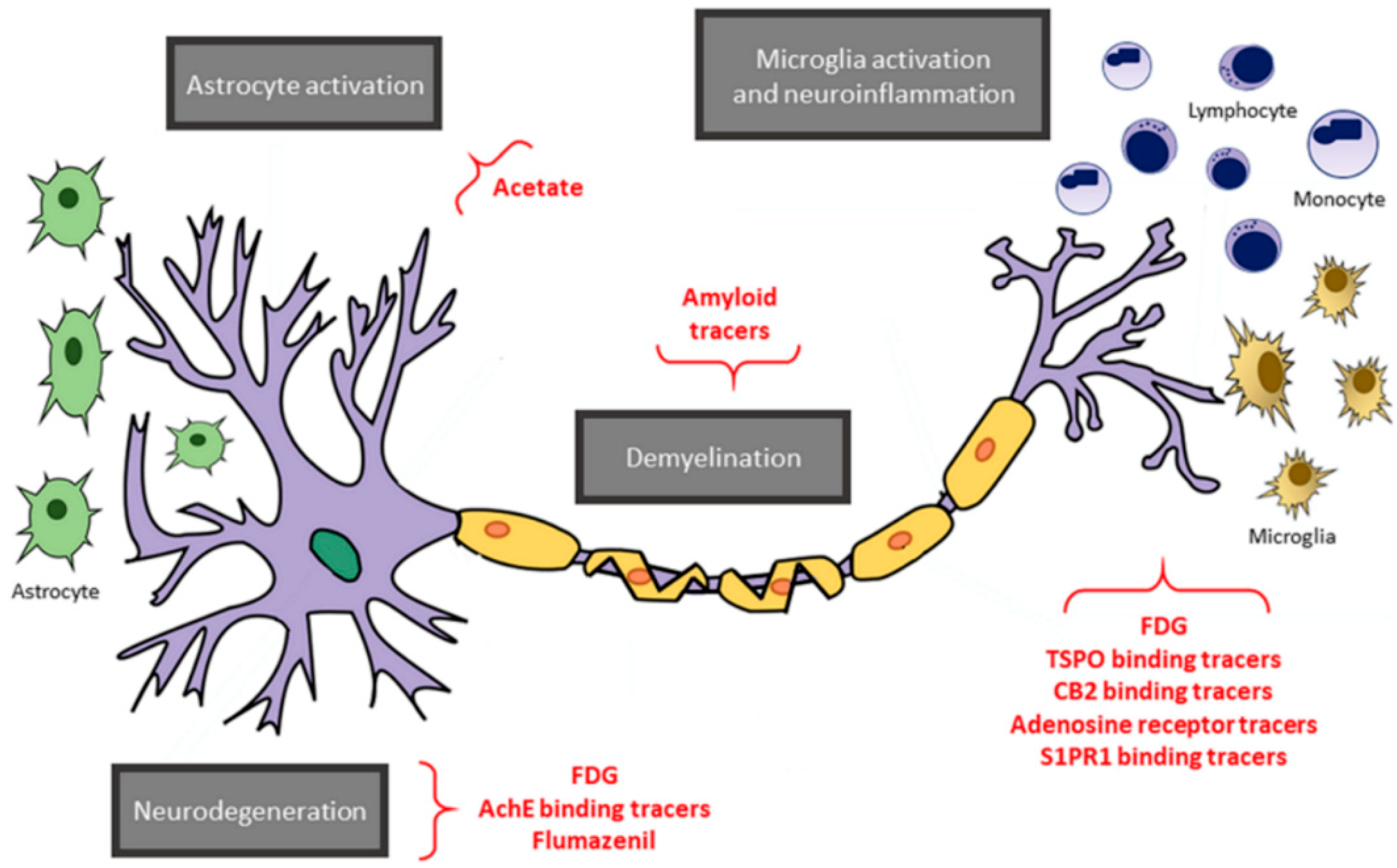 Brainsci 11 00346 g005