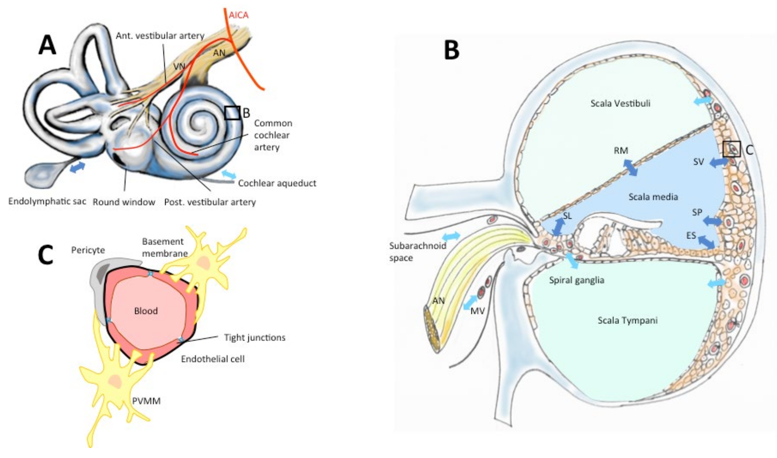 Brainsci 11 00358 g002