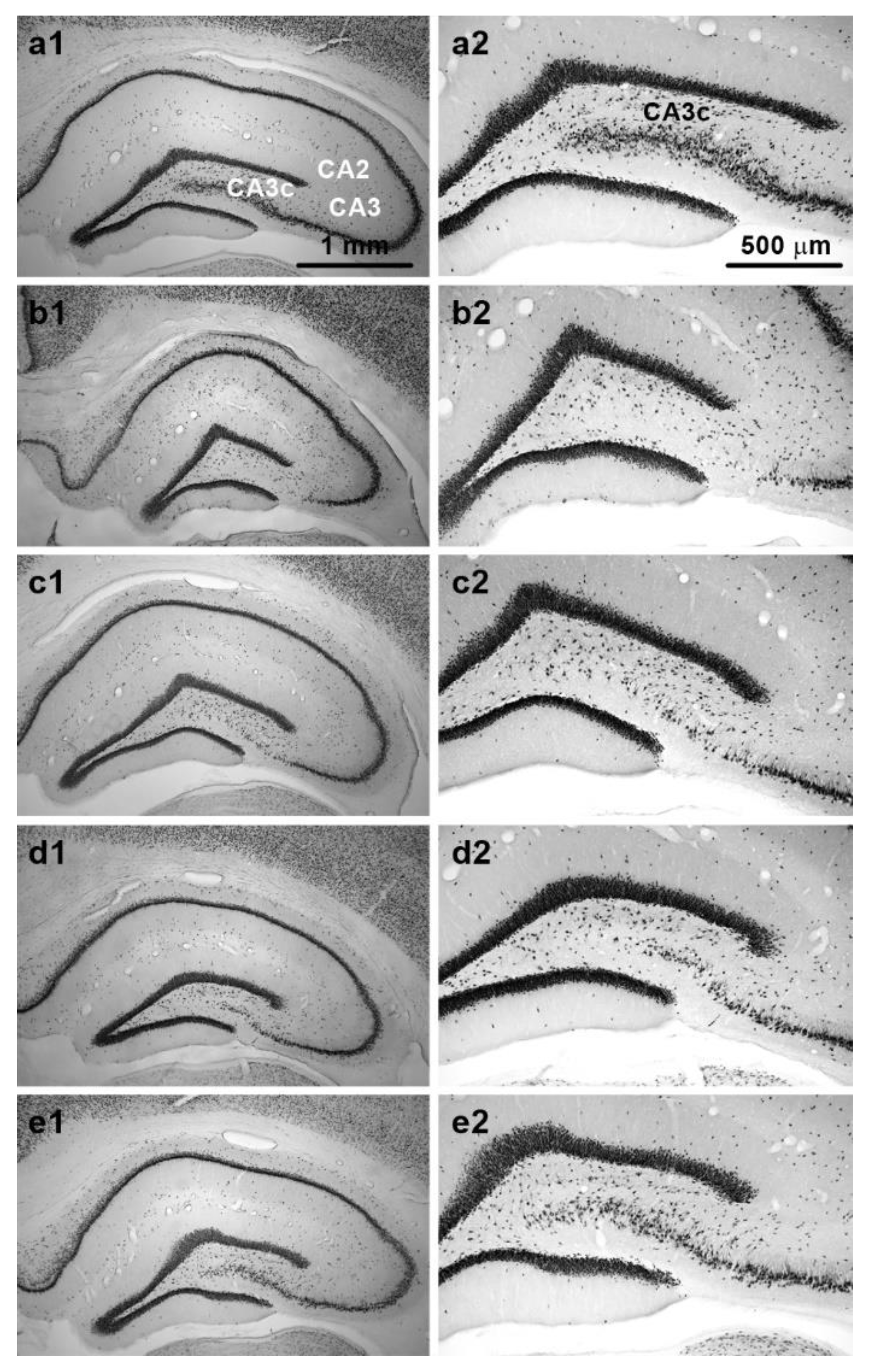 Brainsci 11 00400 g005