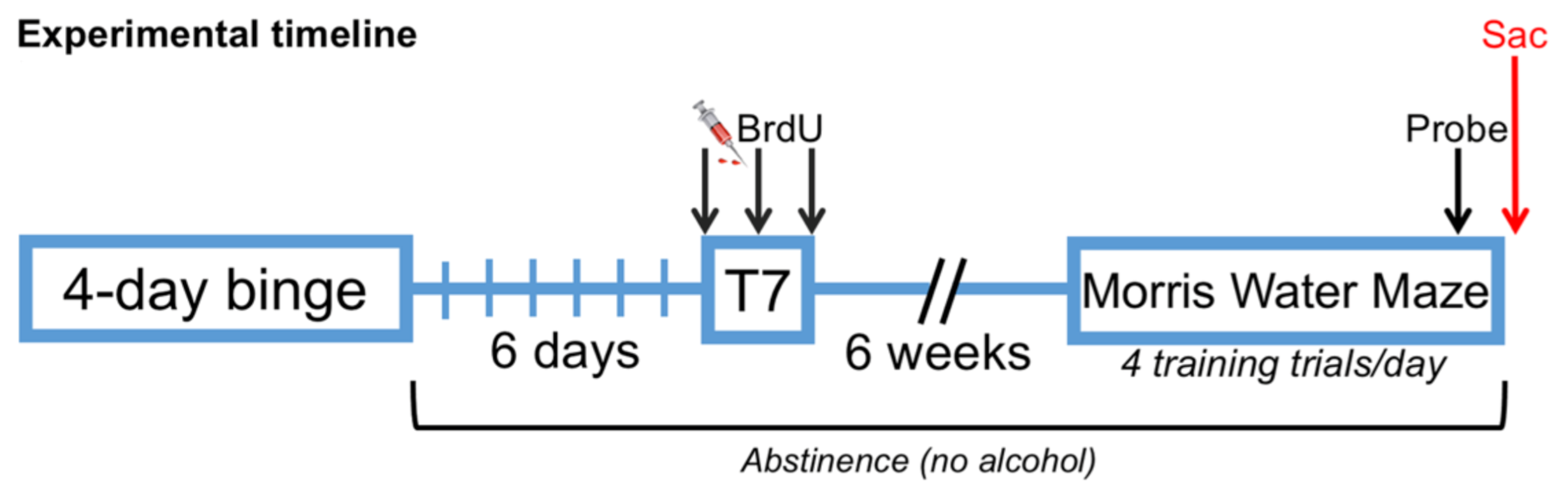 Brainsci 11 00499 g001