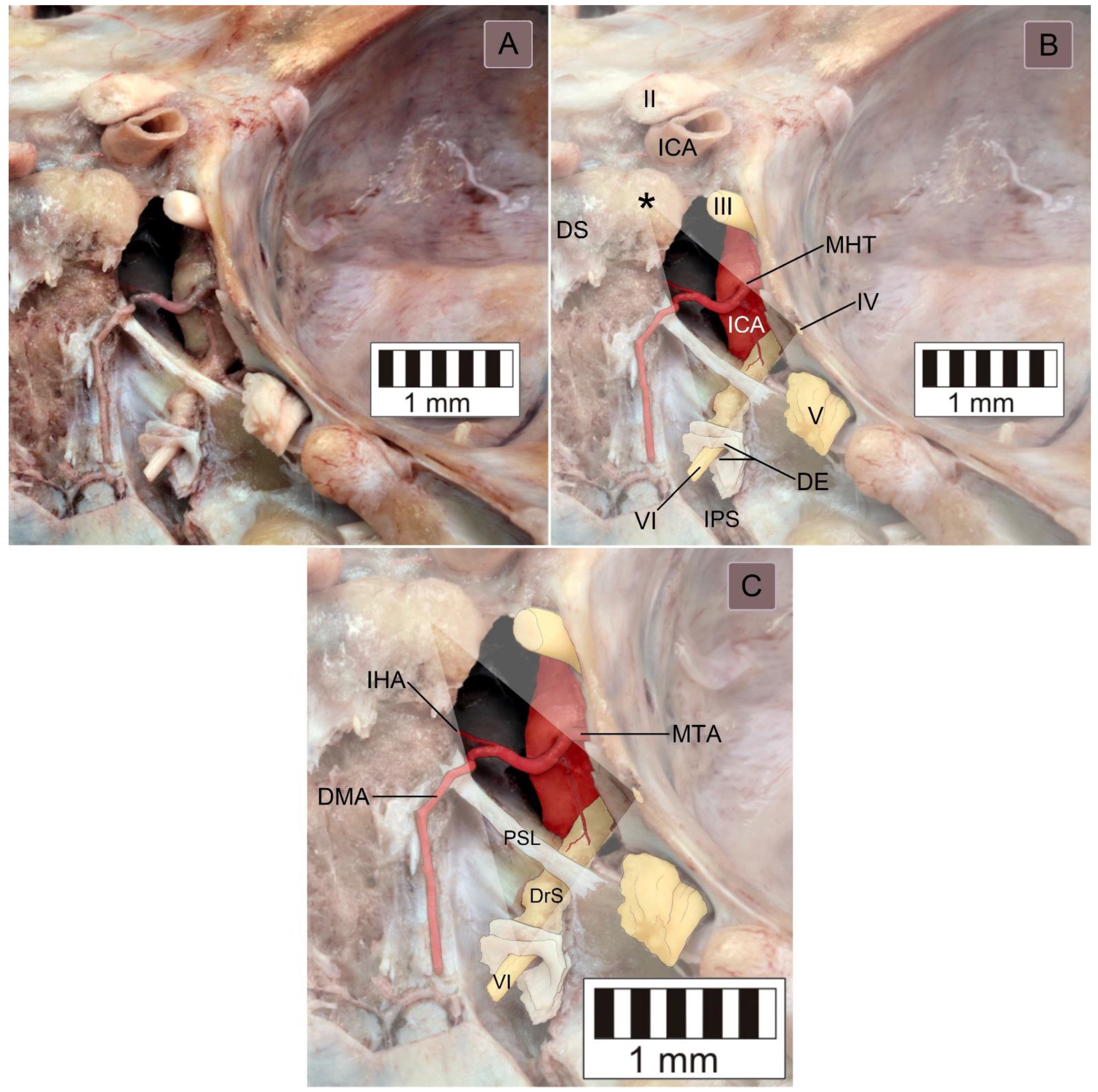 Brainsci 11 00596 g002