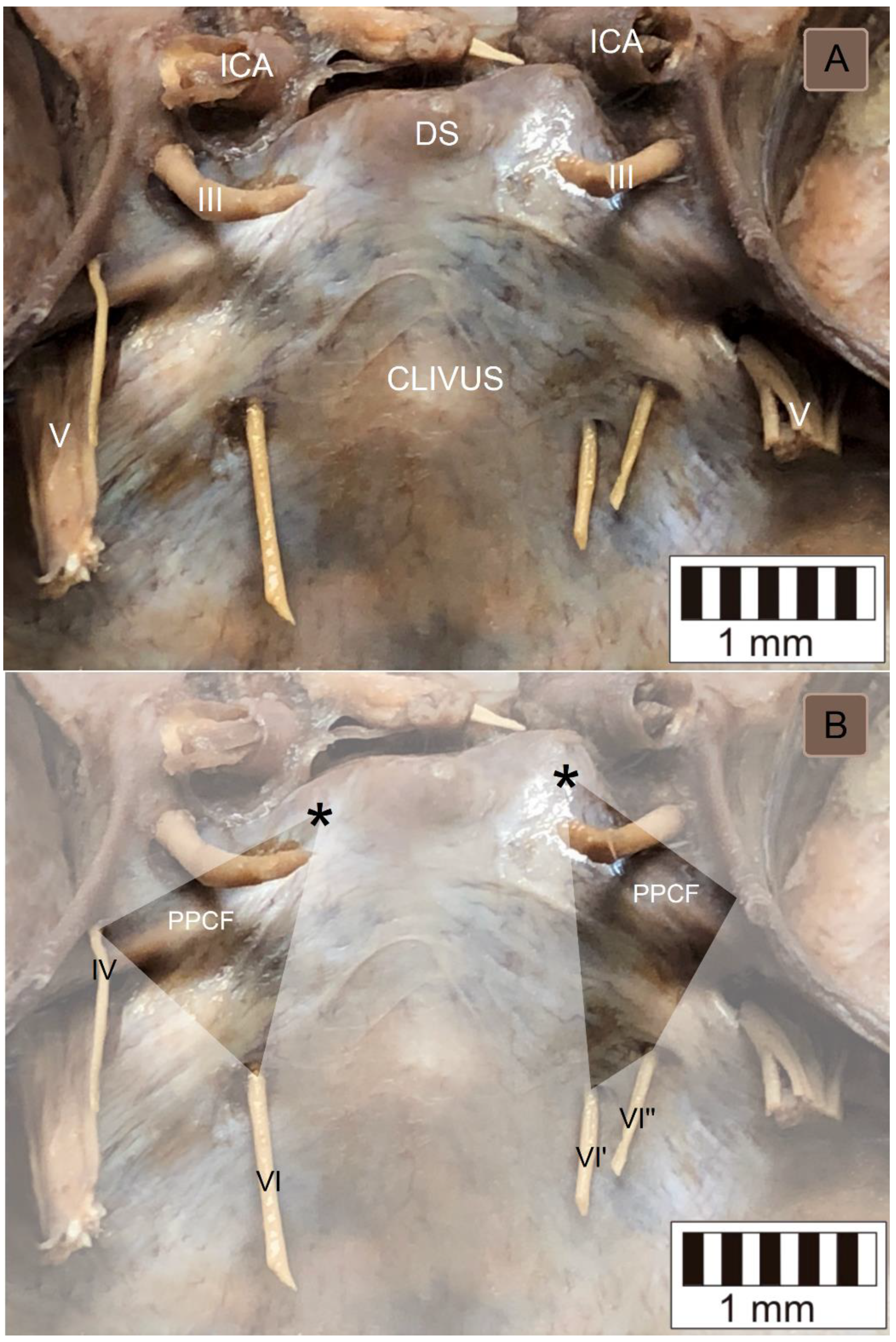 Brainsci 11 00596 g003