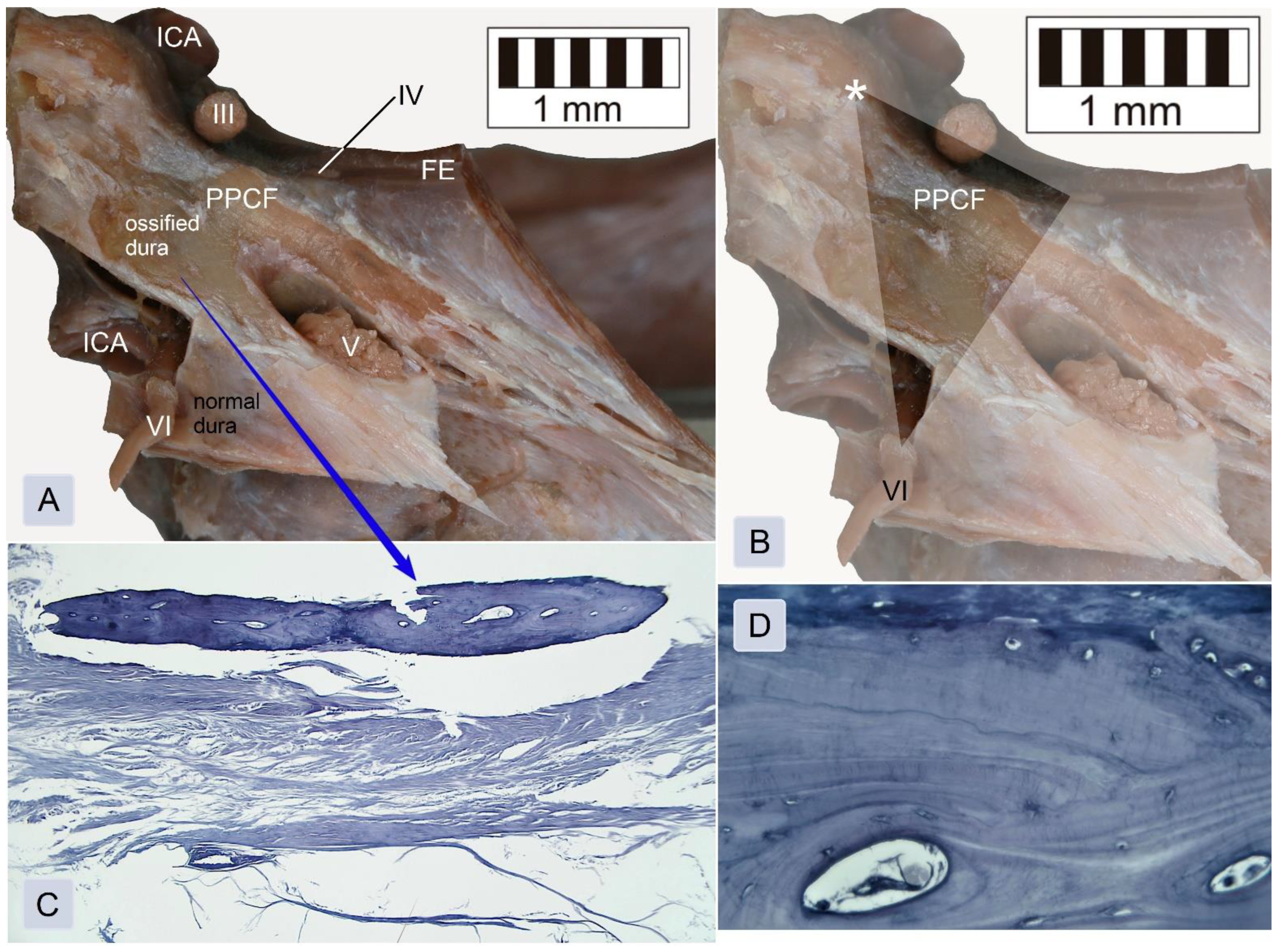 Brainsci 11 00596 g005