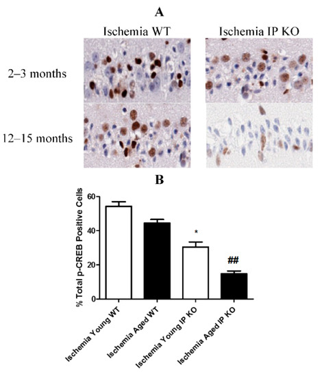 Brainsci 11 00624 g001