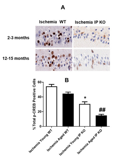 Brainsci 11 00624 g002