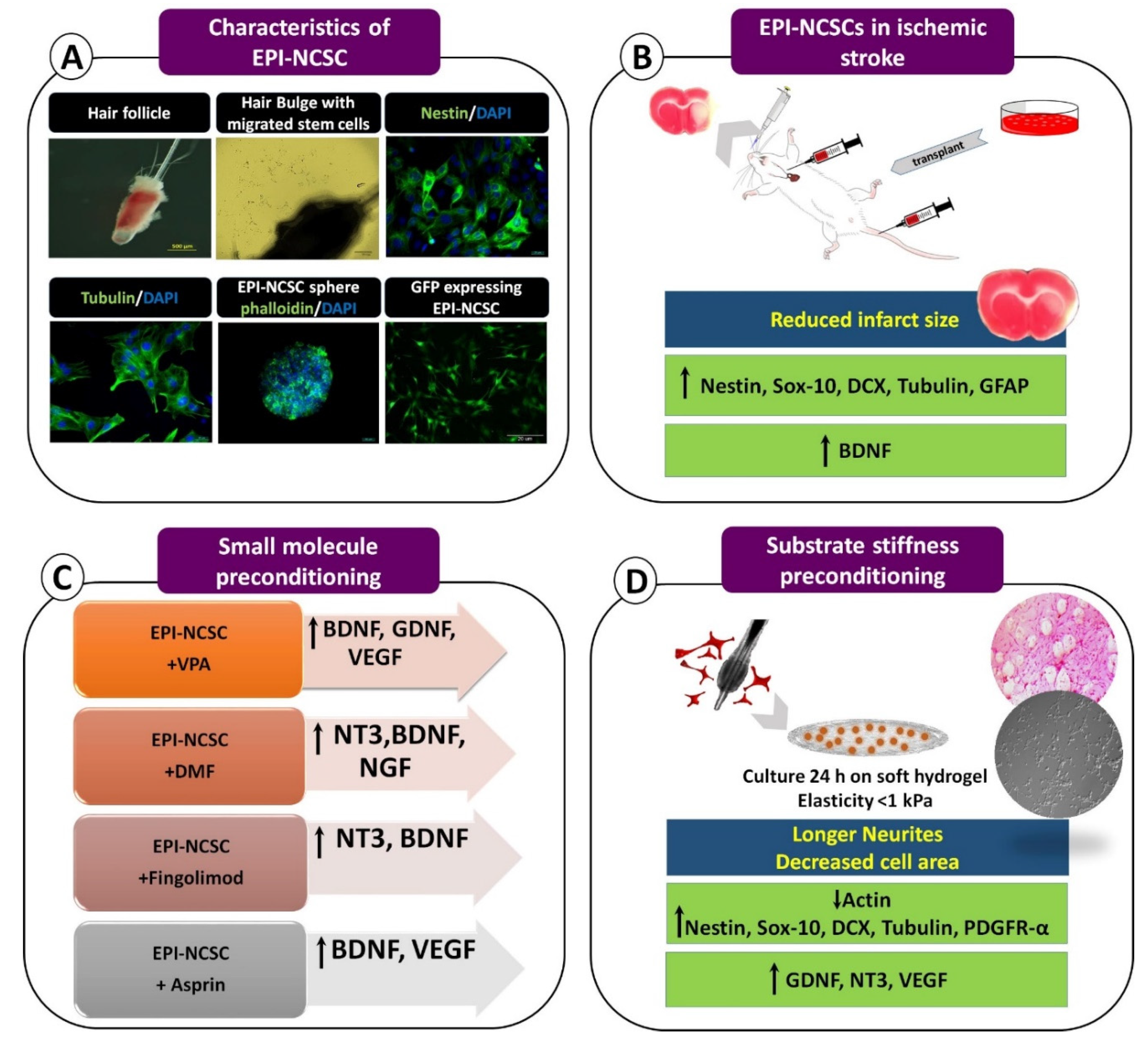 Brainsci 11 00653 g001