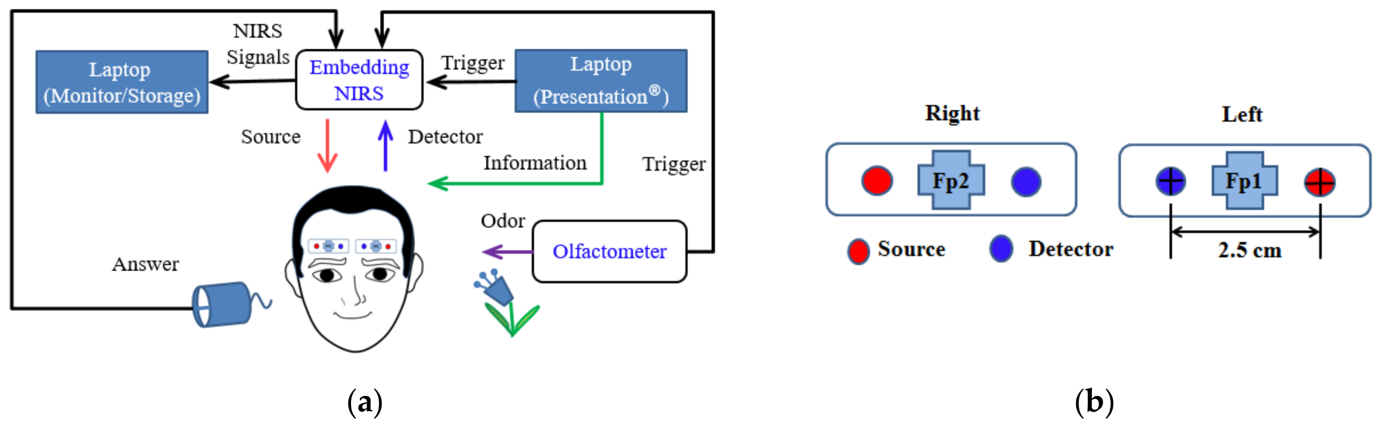 Brainsci 11 00701 g001 Brainsci 11 00701 g001