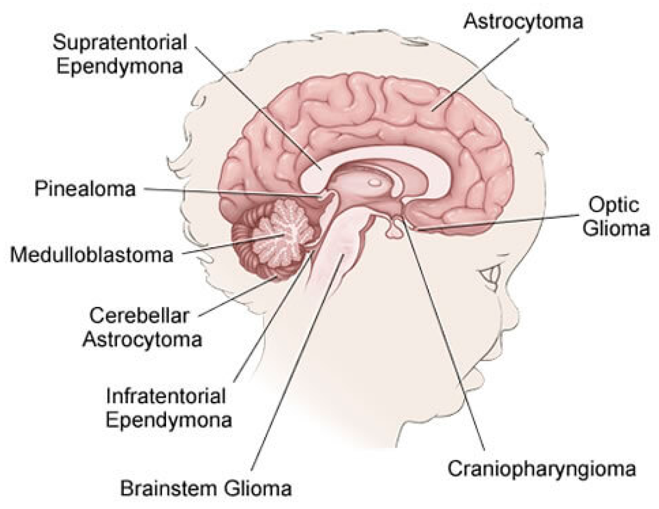 Brainsci 11 00716 g001