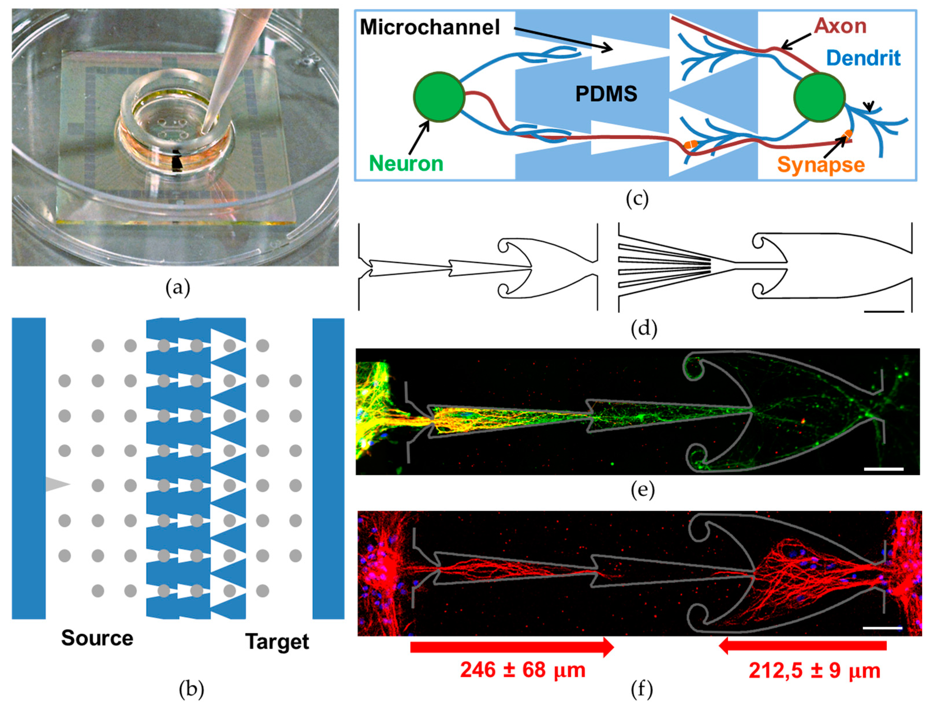 Brainsci 11 00717 g001