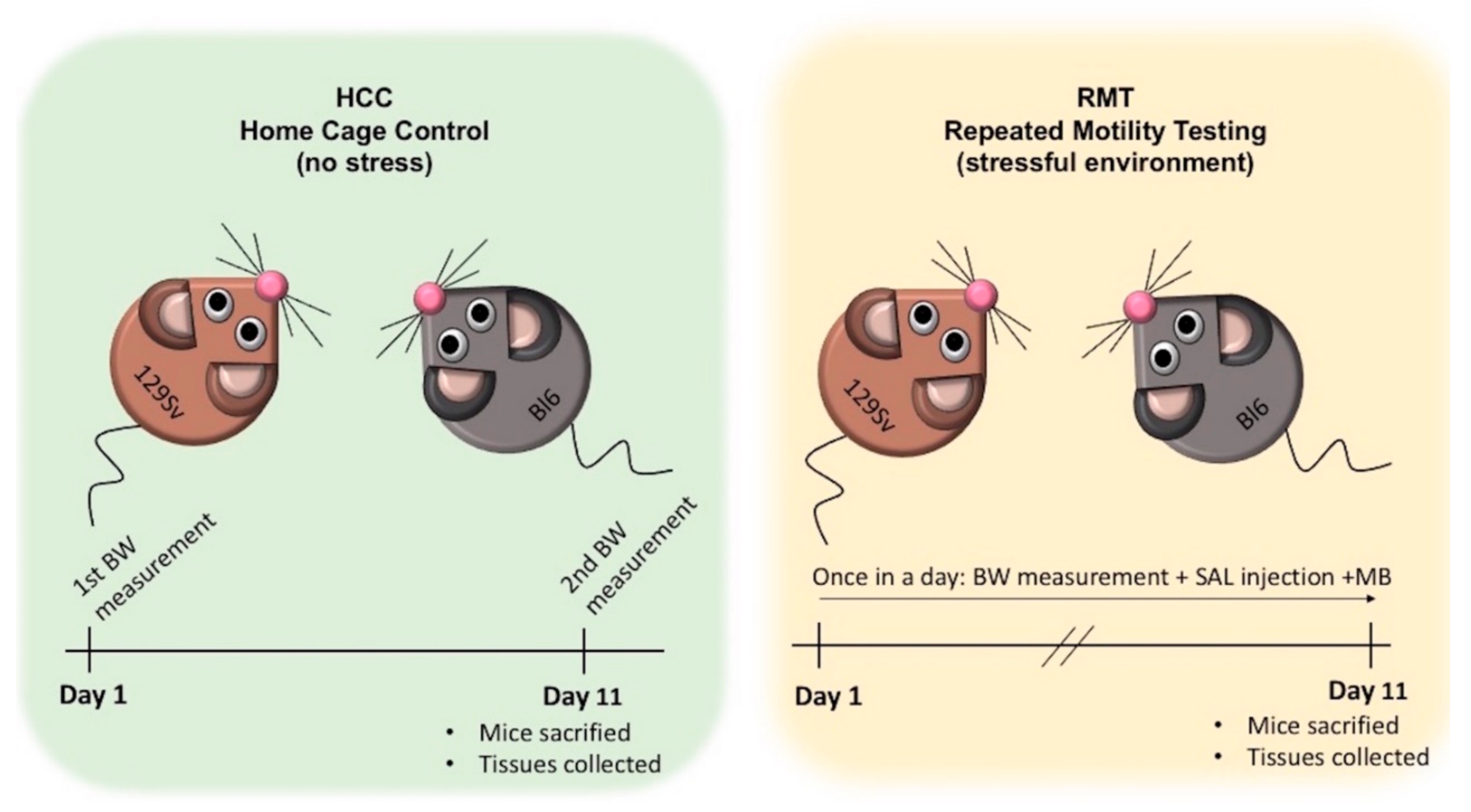 Brainsci 11 00725 g002