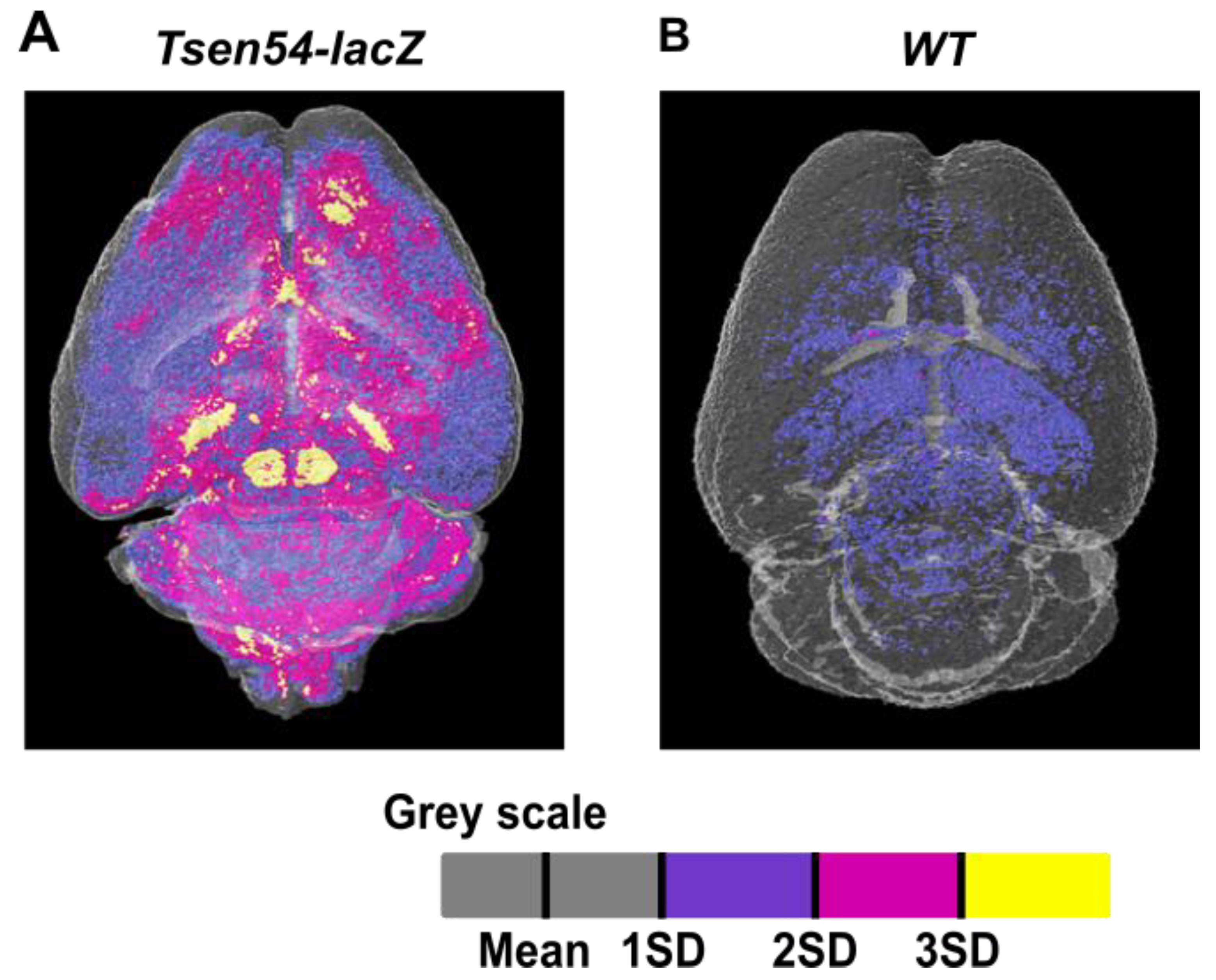 Brainsci 11 00746 g004 Brainsci 11 00746 g004