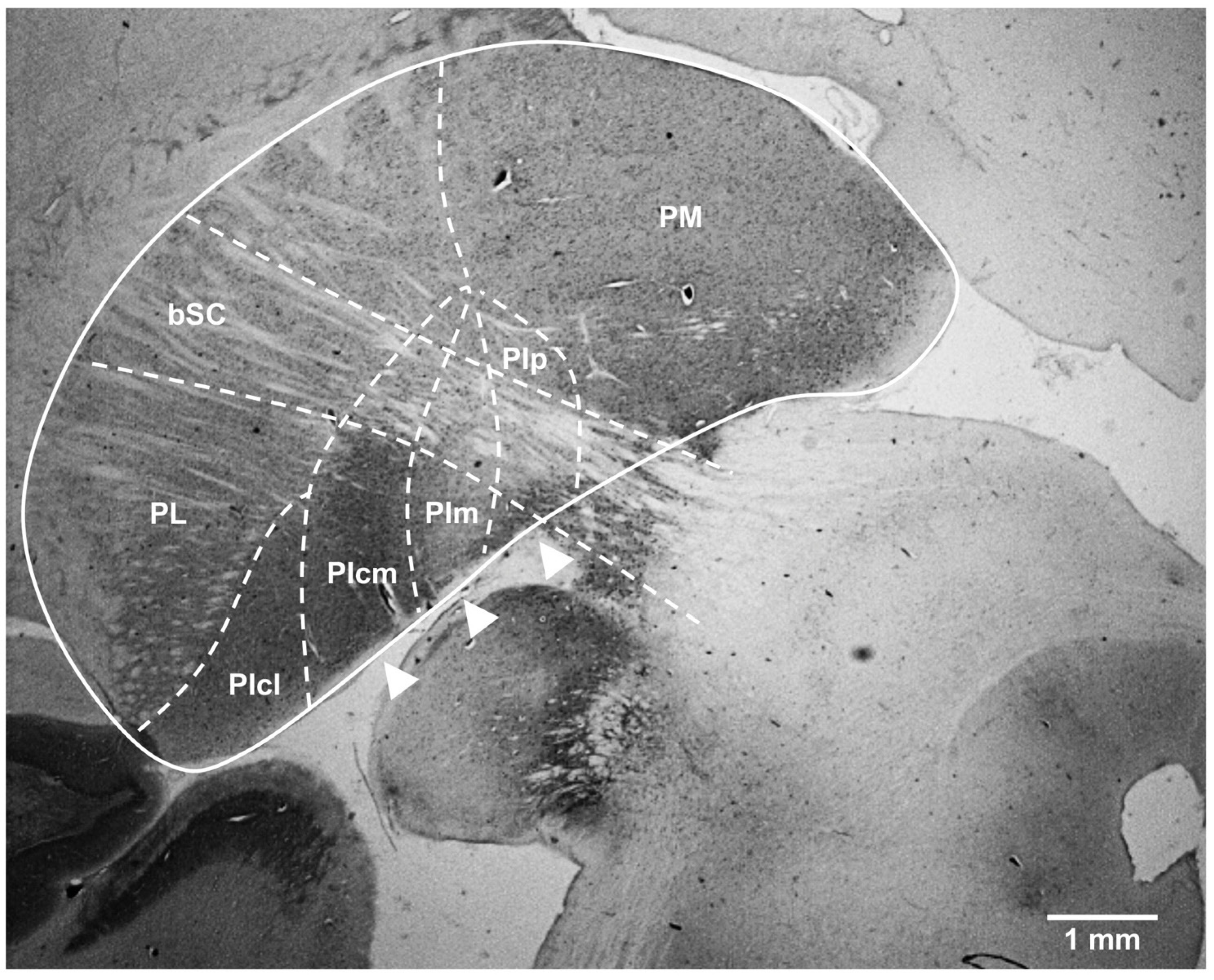 Brainsci 11 00770 g002 Brainsci 11 00770 g002