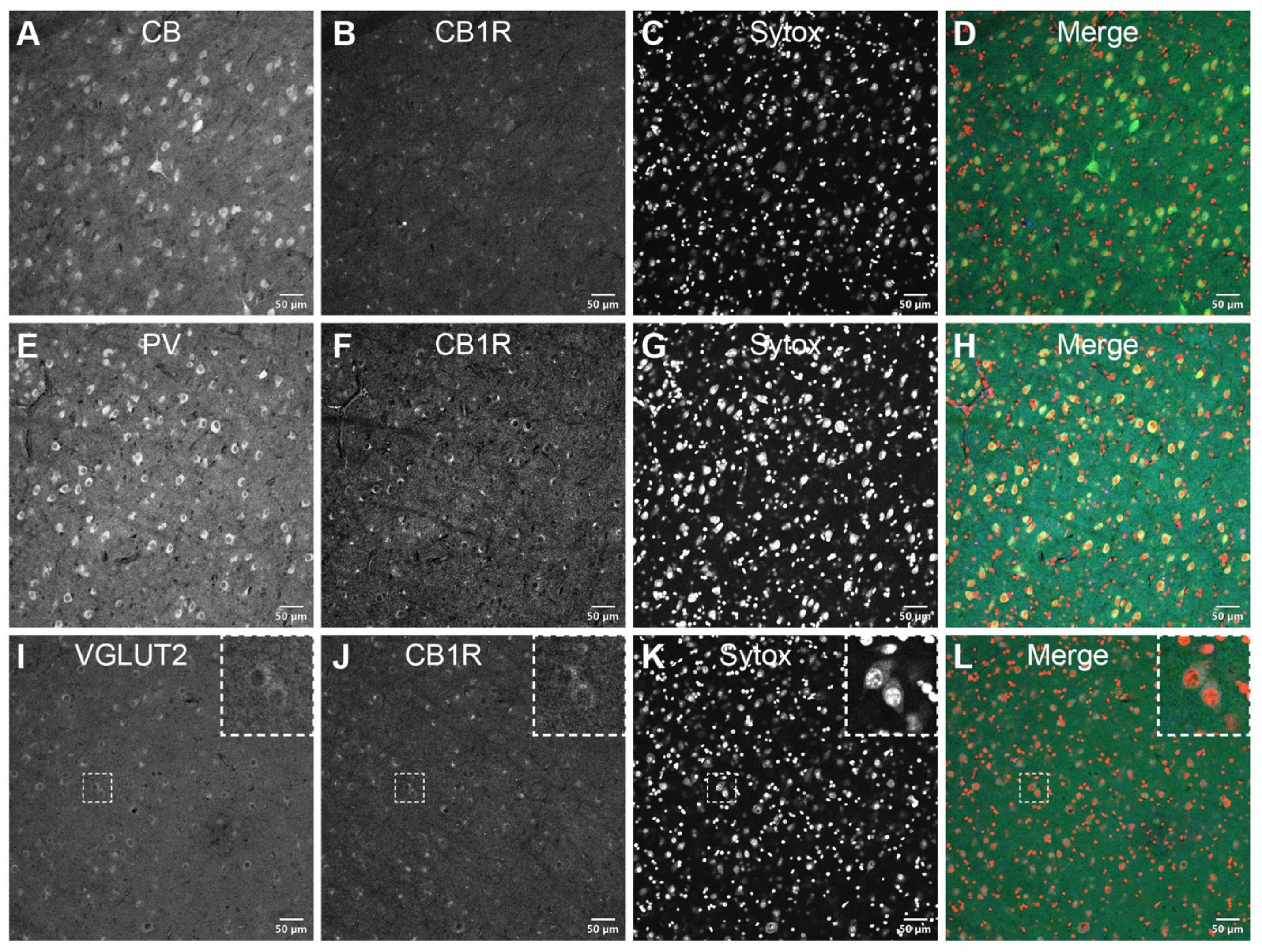 Brainsci 11 00770 g003 Brainsci 11 00770 g003