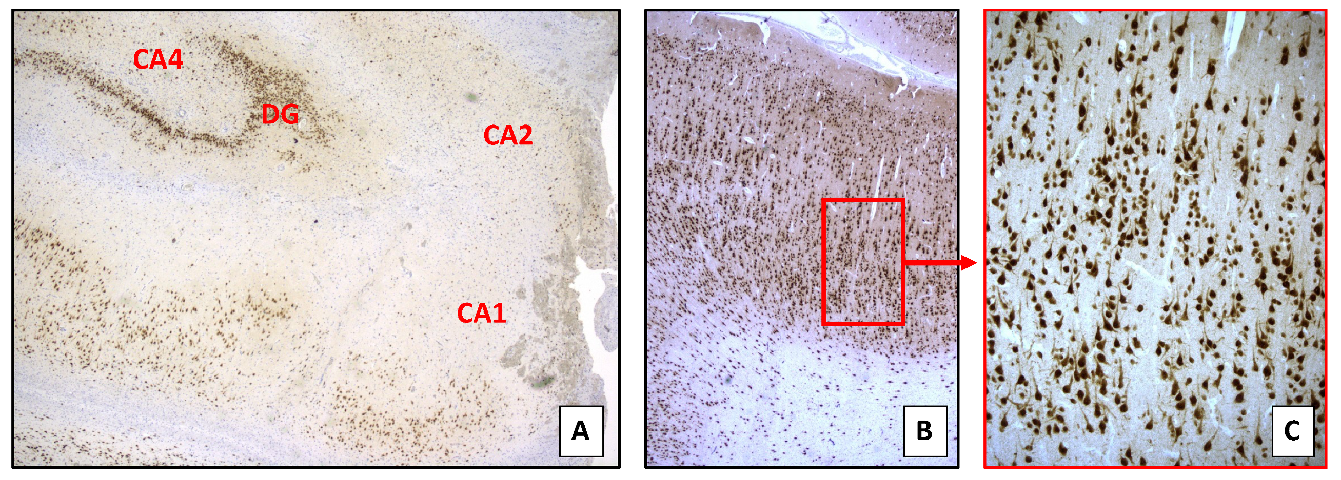 Brainsci 11 00793 g003