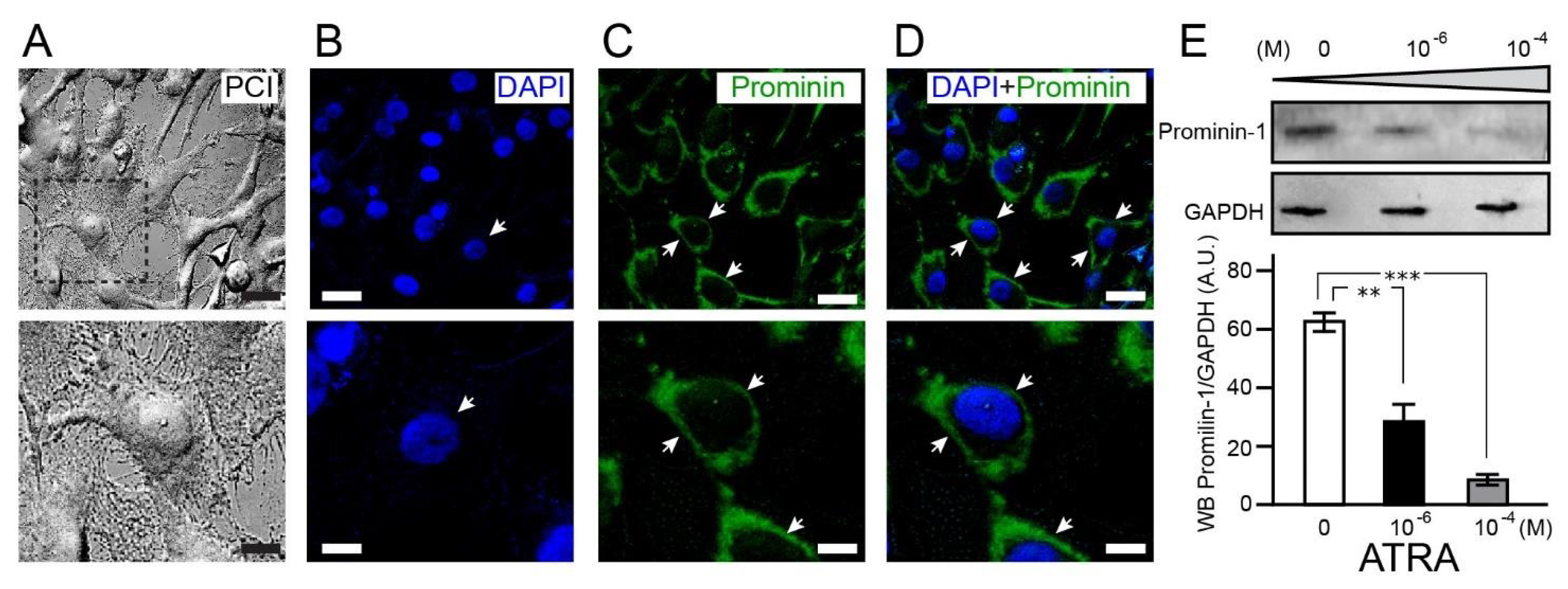 Brainsci 11 00812 g001