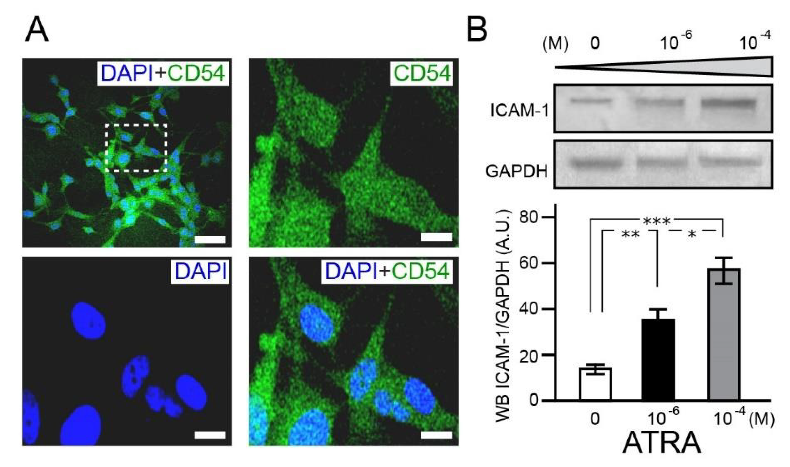 Brainsci 11 00812 g002