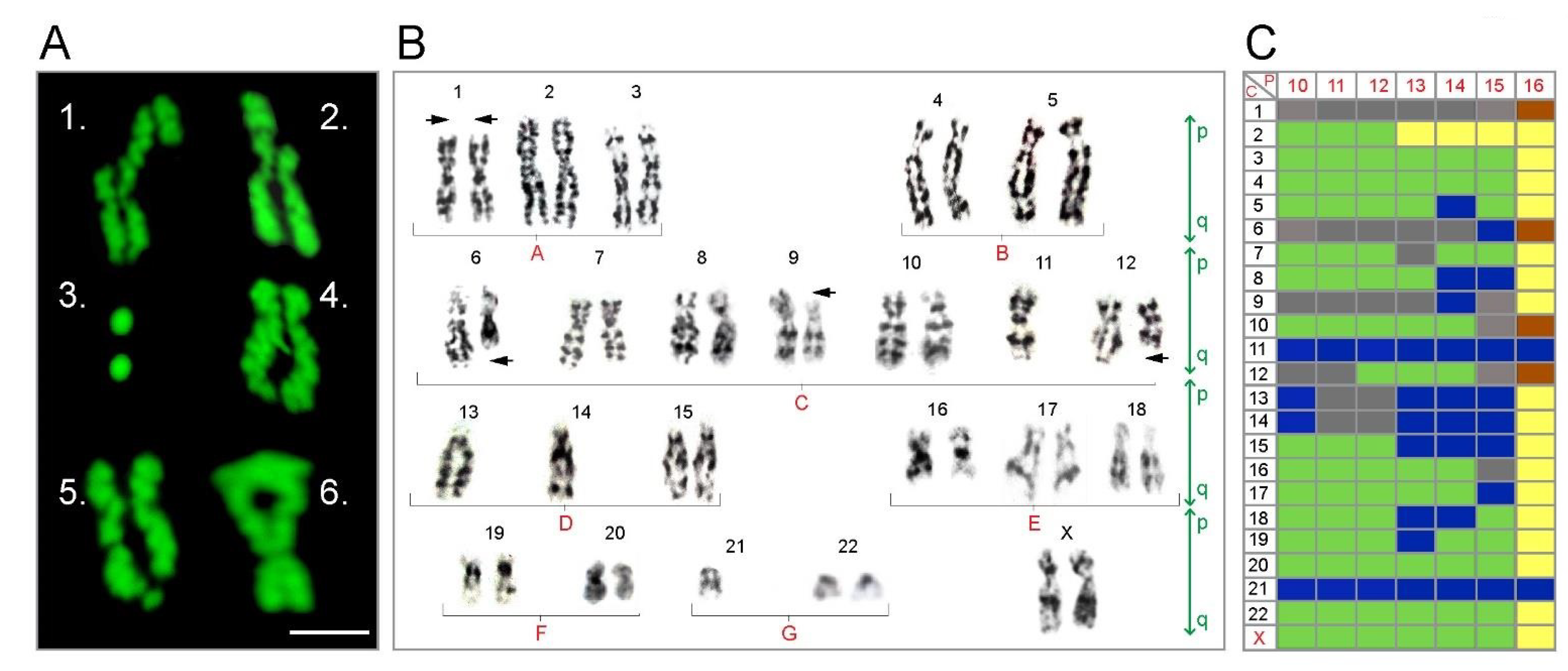 Brainsci 11 00812 g005