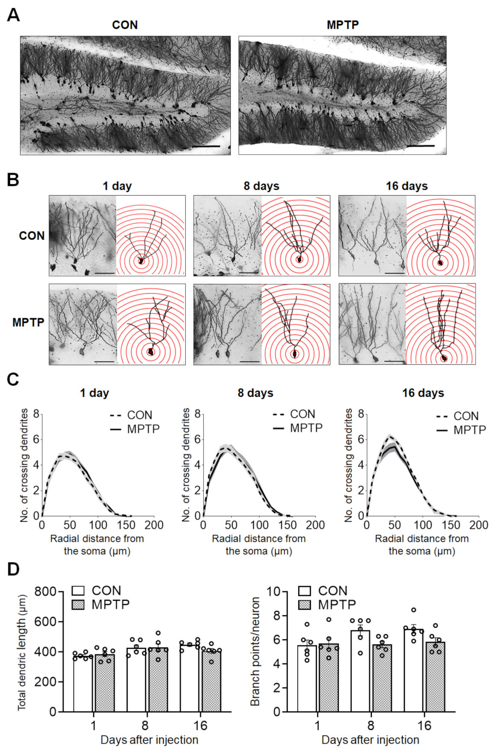 Brainsci 11 00833 g004