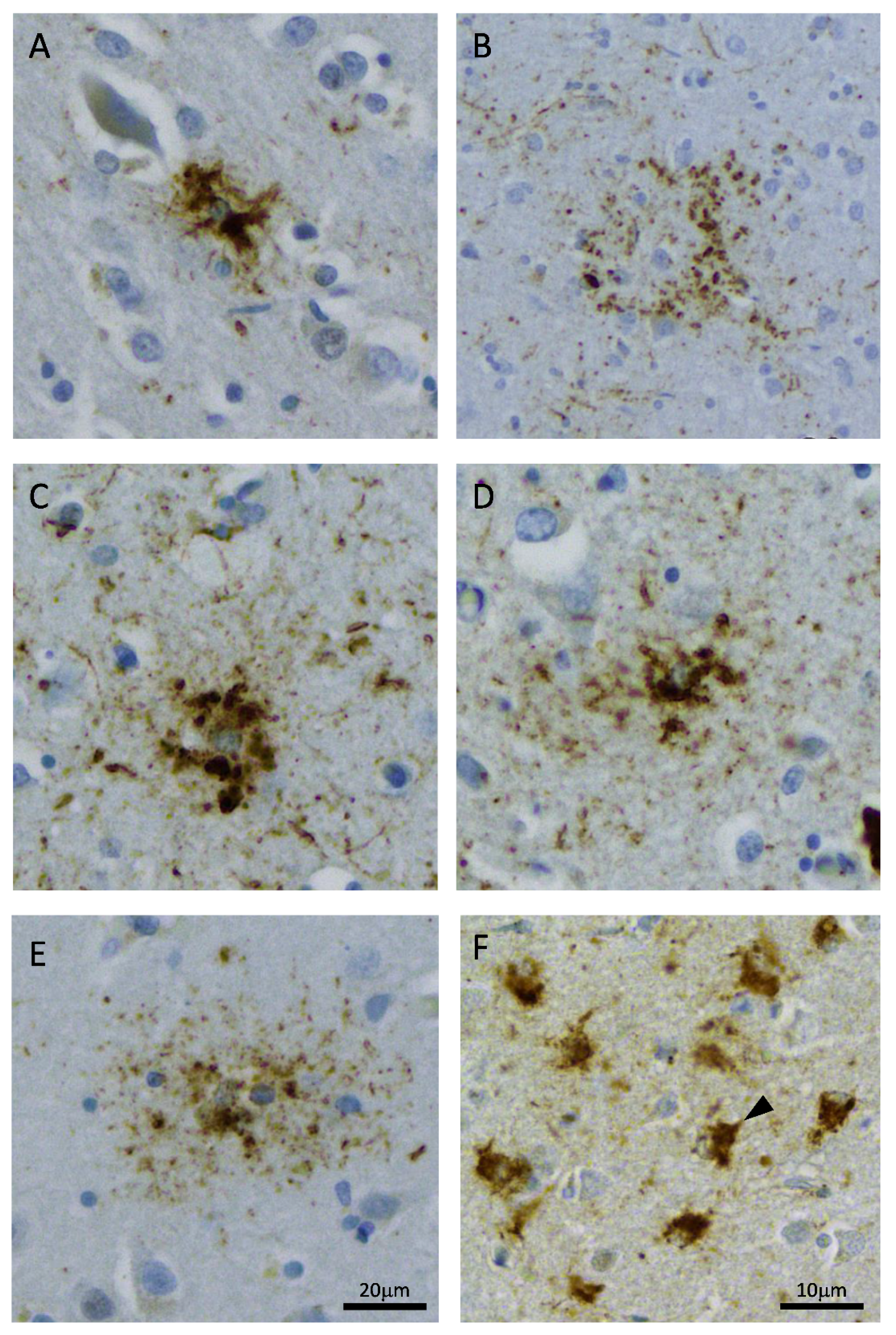 Brainsci 11 00927 g001