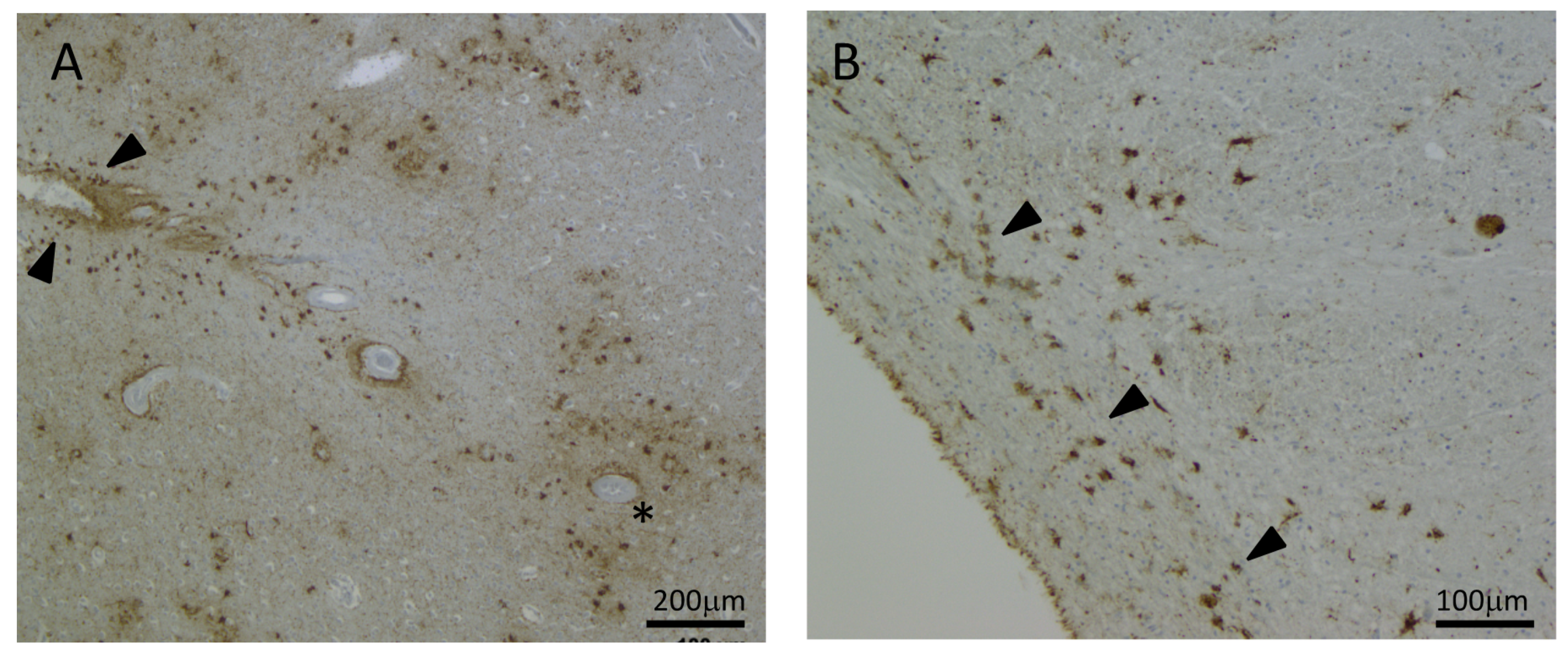 Brainsci 11 00927 g002