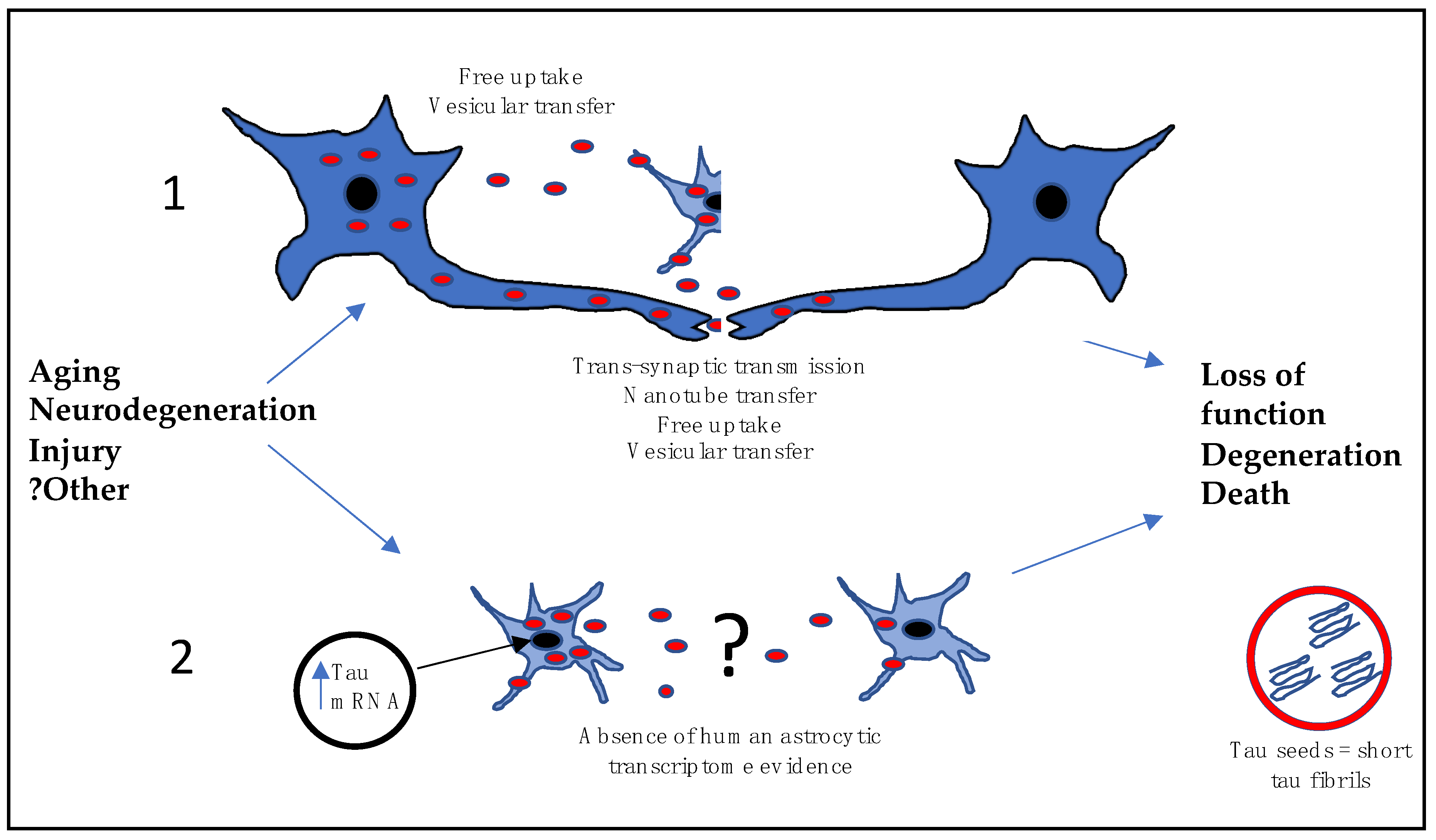 Brainsci 11 00927 g003