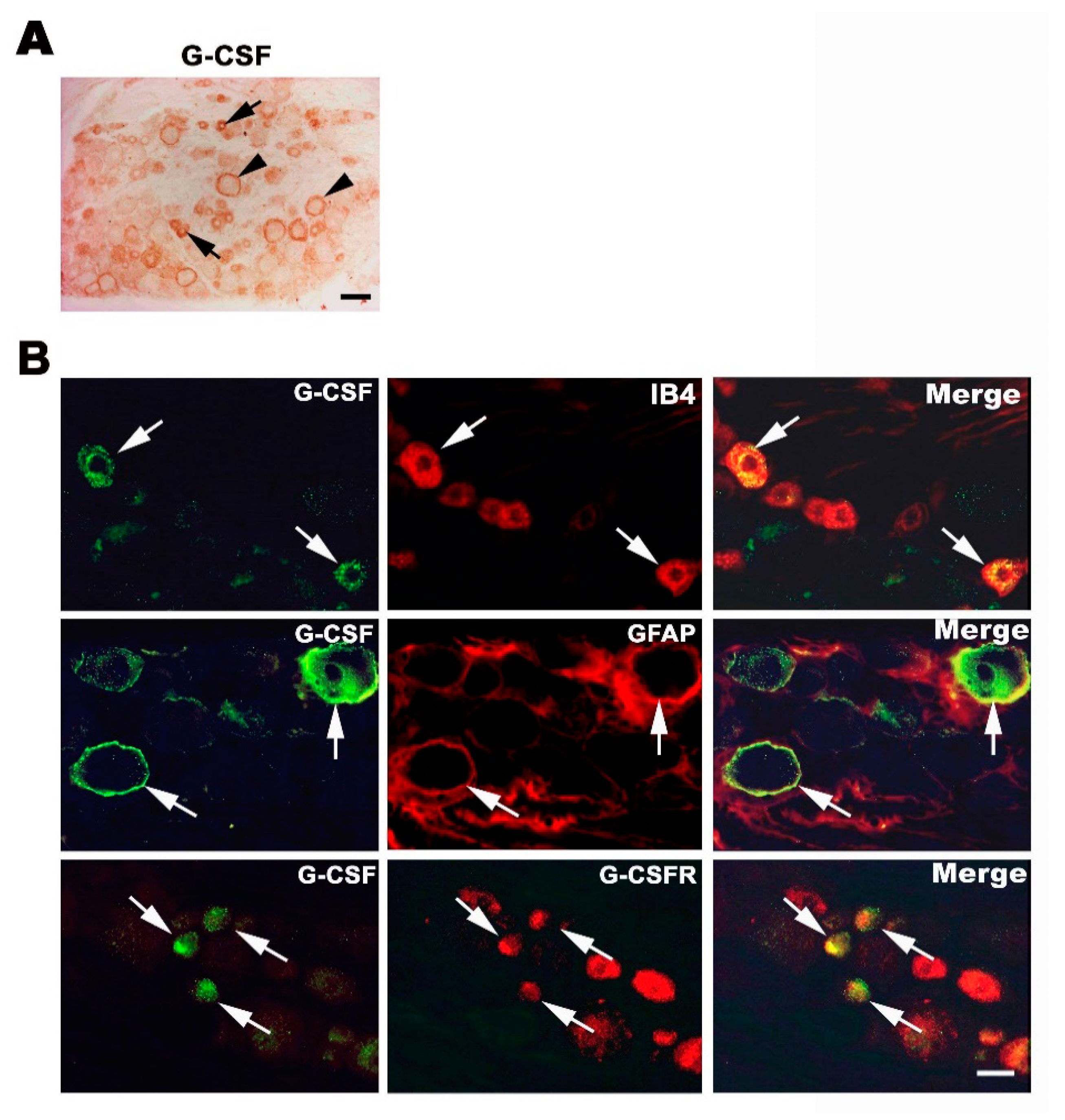 Brainsci 11 00956 g002