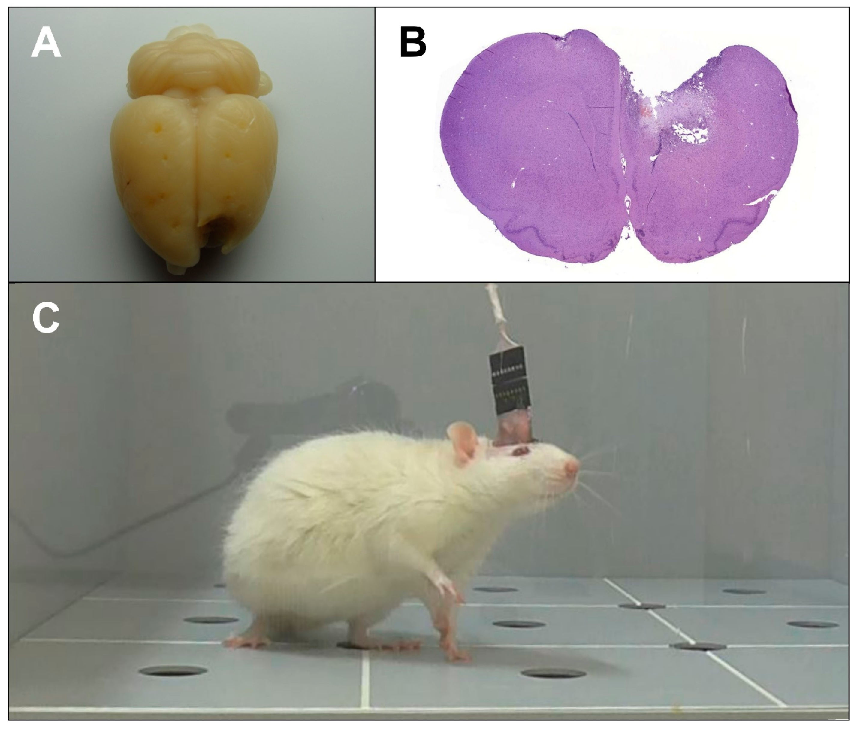 Brainsci 11 00981 g001