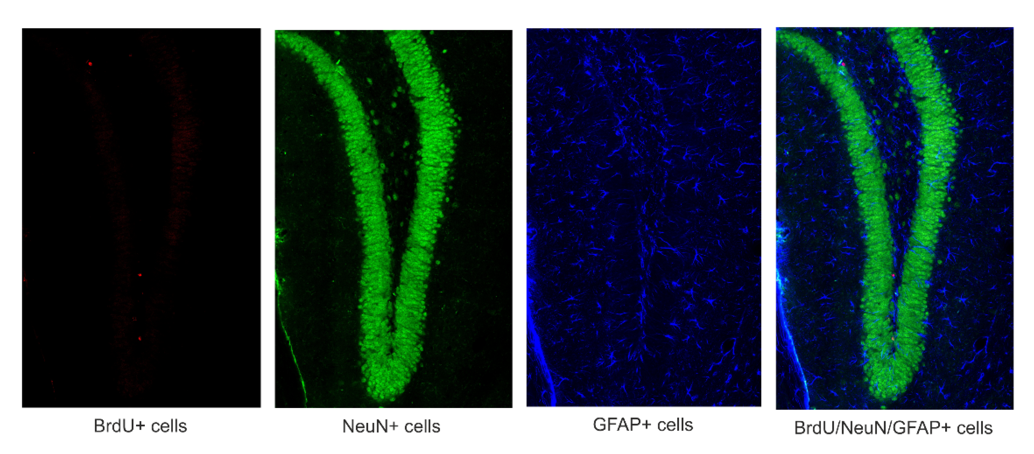 Brainsci 11 01014 g001