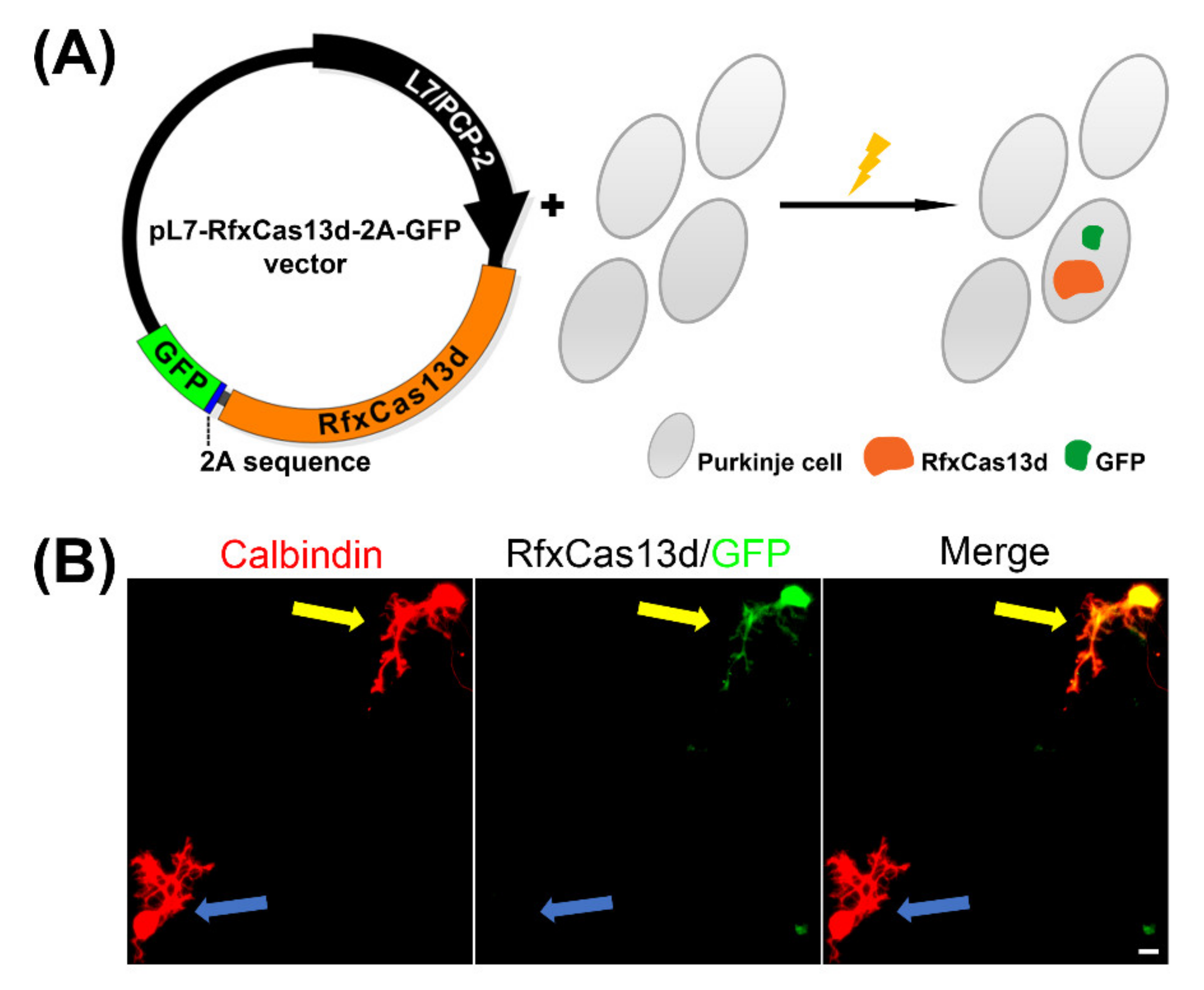 Brainsci 11 01054 g001