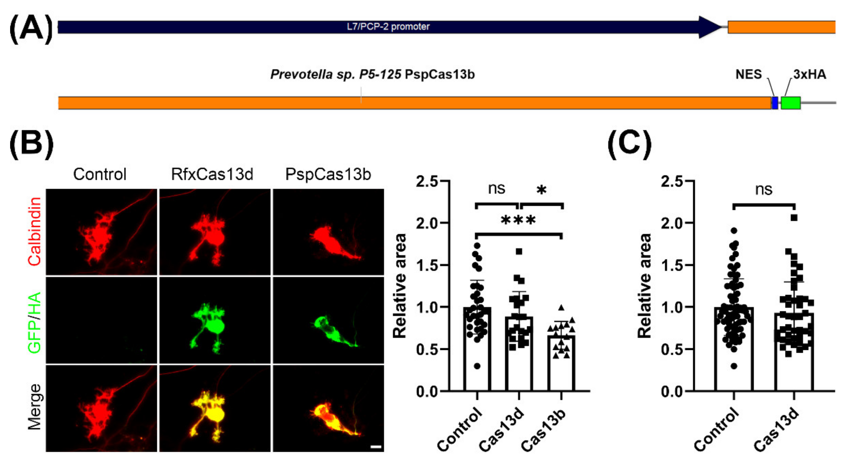 Brainsci 11 01054 g002