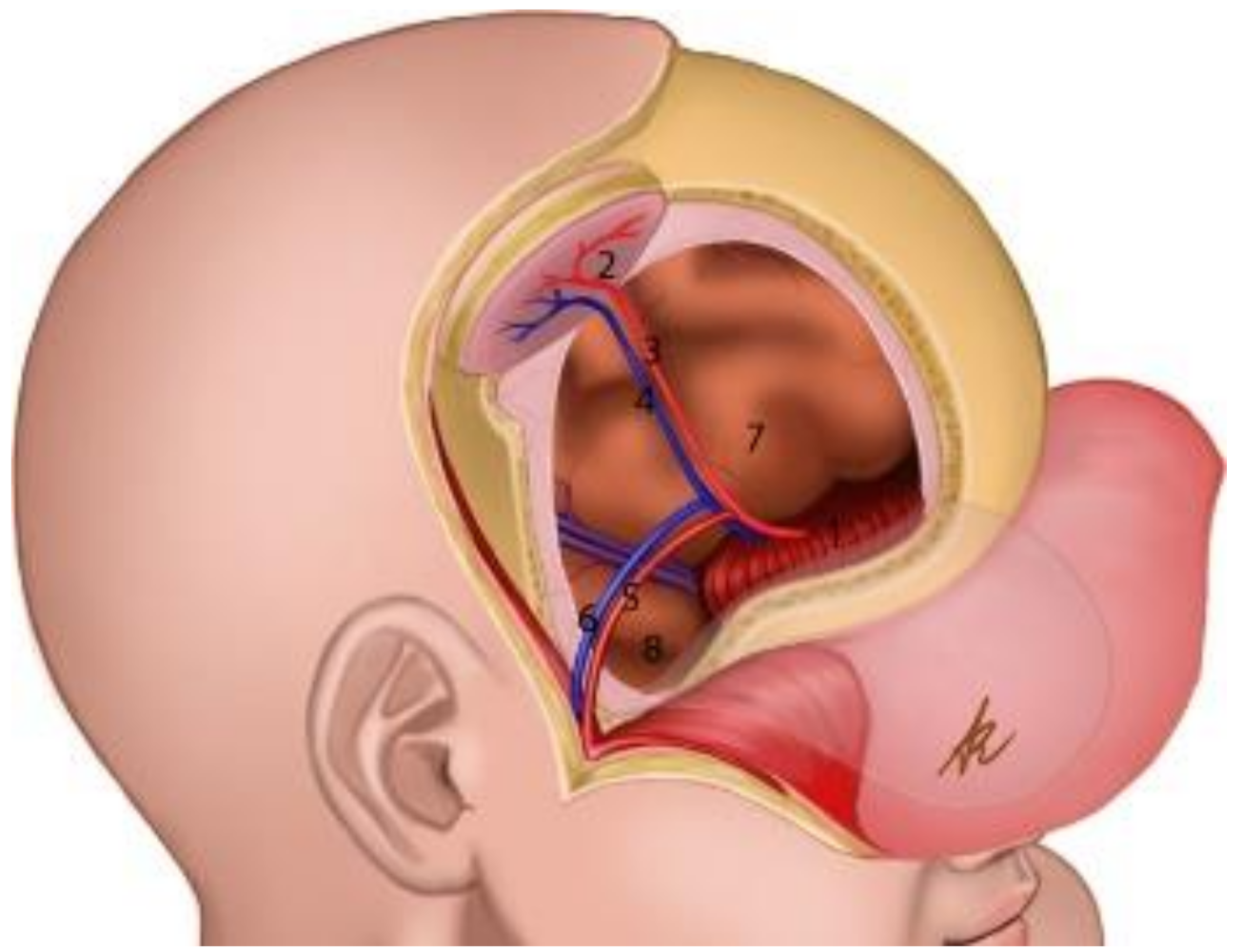 Brainsci 11 01076 g007 Brainsci 11 01076 g007
