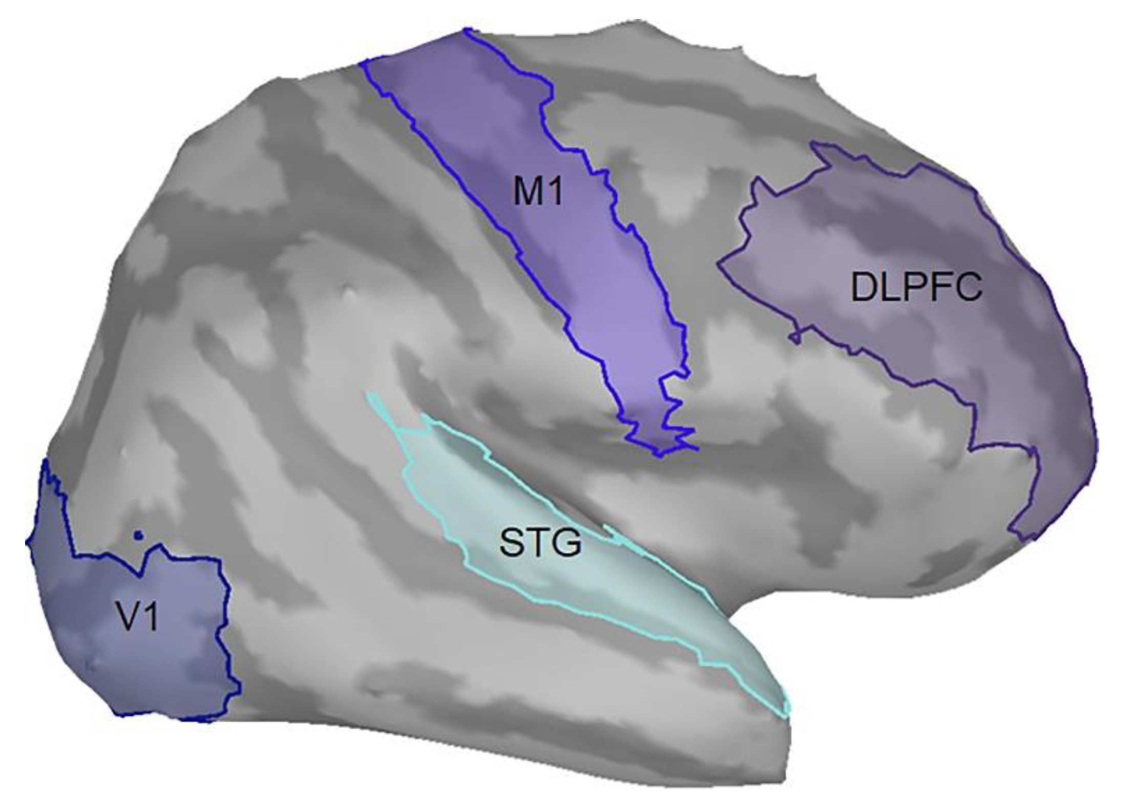 Brainsci 11 01092 g002