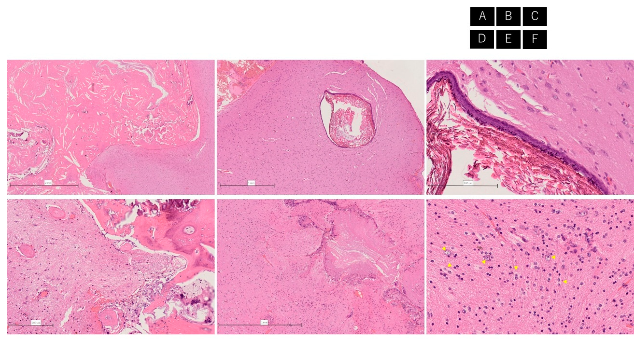 Brainsci 11 01136 g003