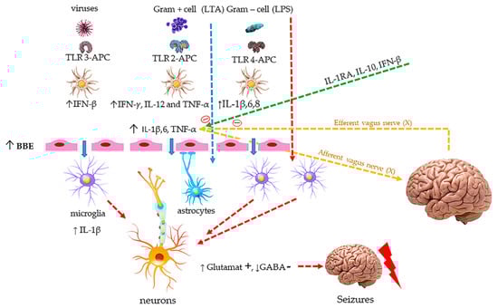Brainsci 11 01168 g0a1