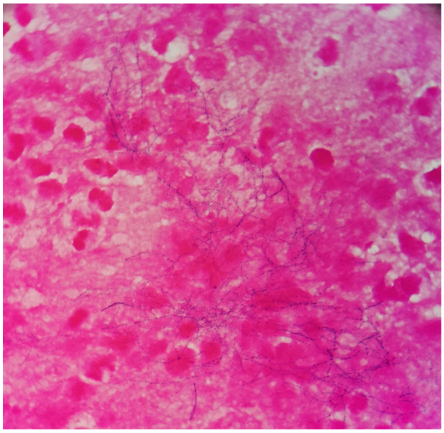 Brainsci 11 01204 g002