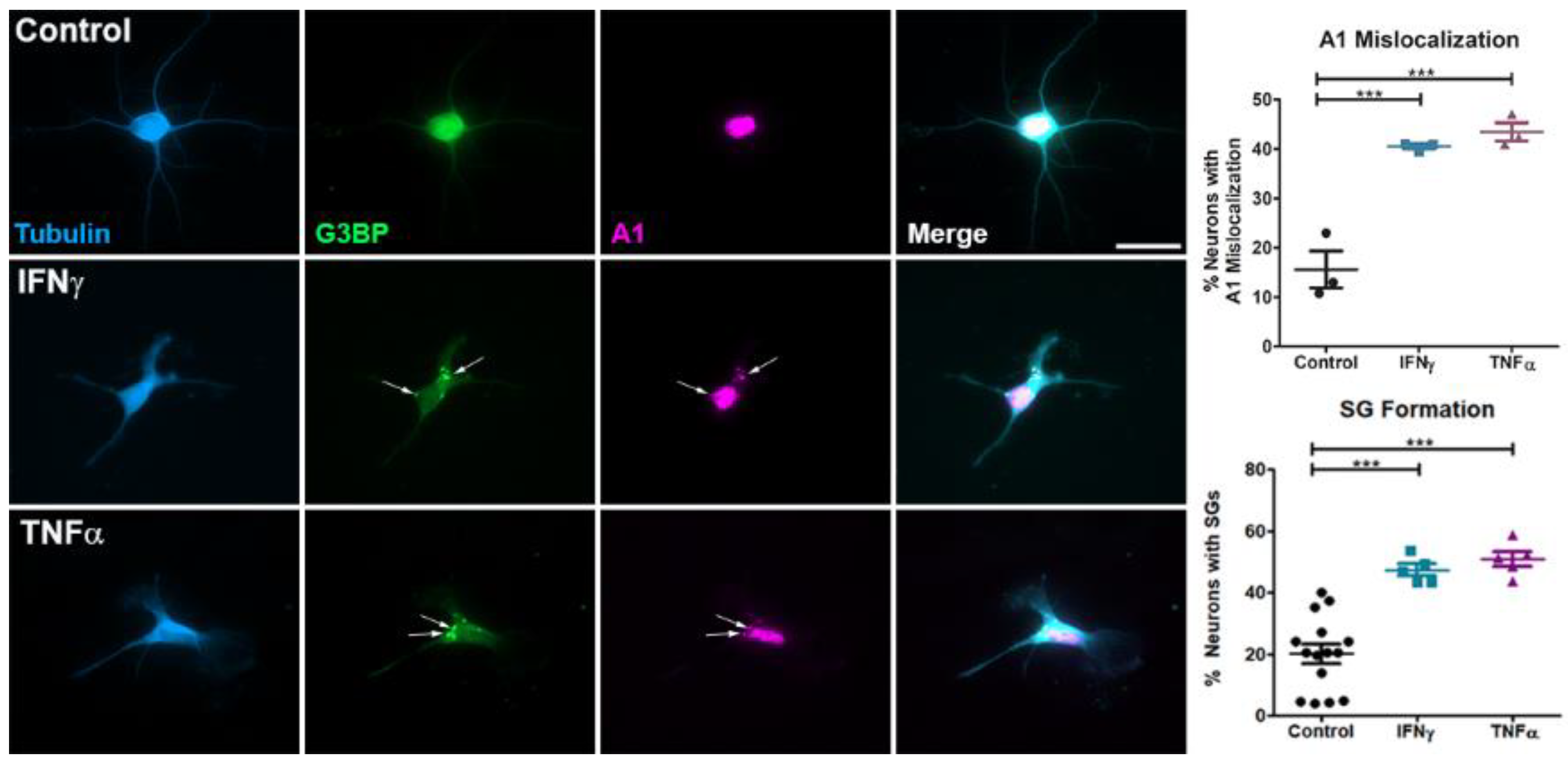 Brainsci 11 01282 g001