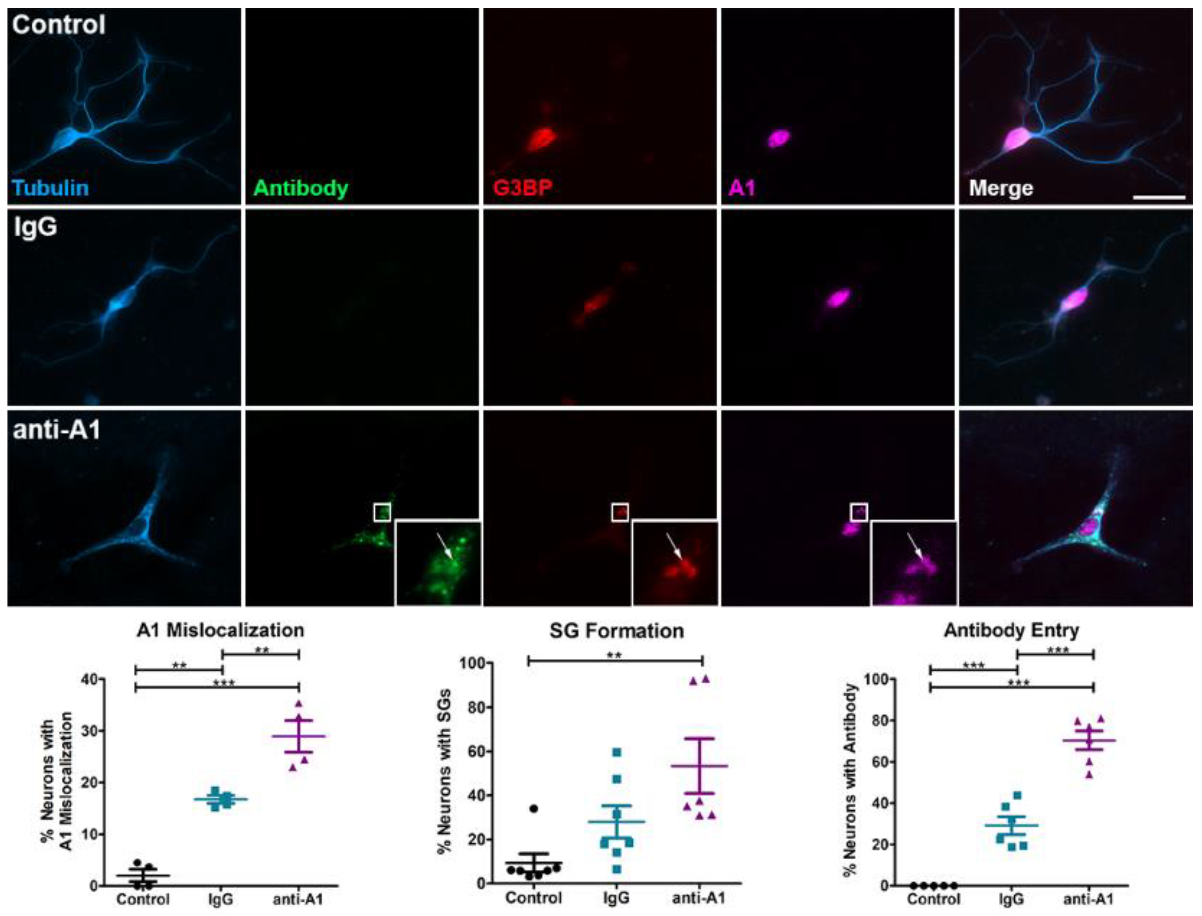 Brainsci 11 01282 g003