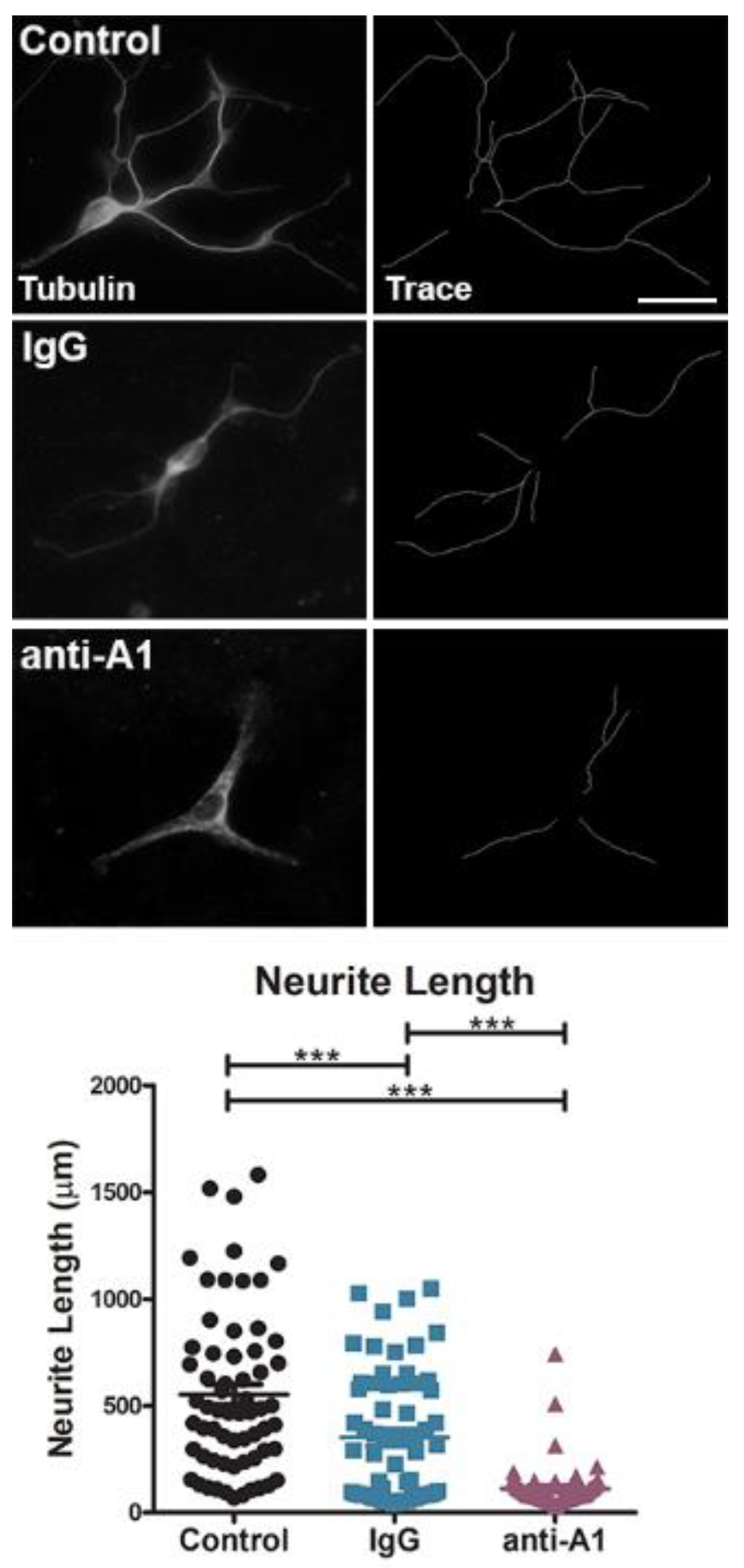 Brainsci 11 01282 g004