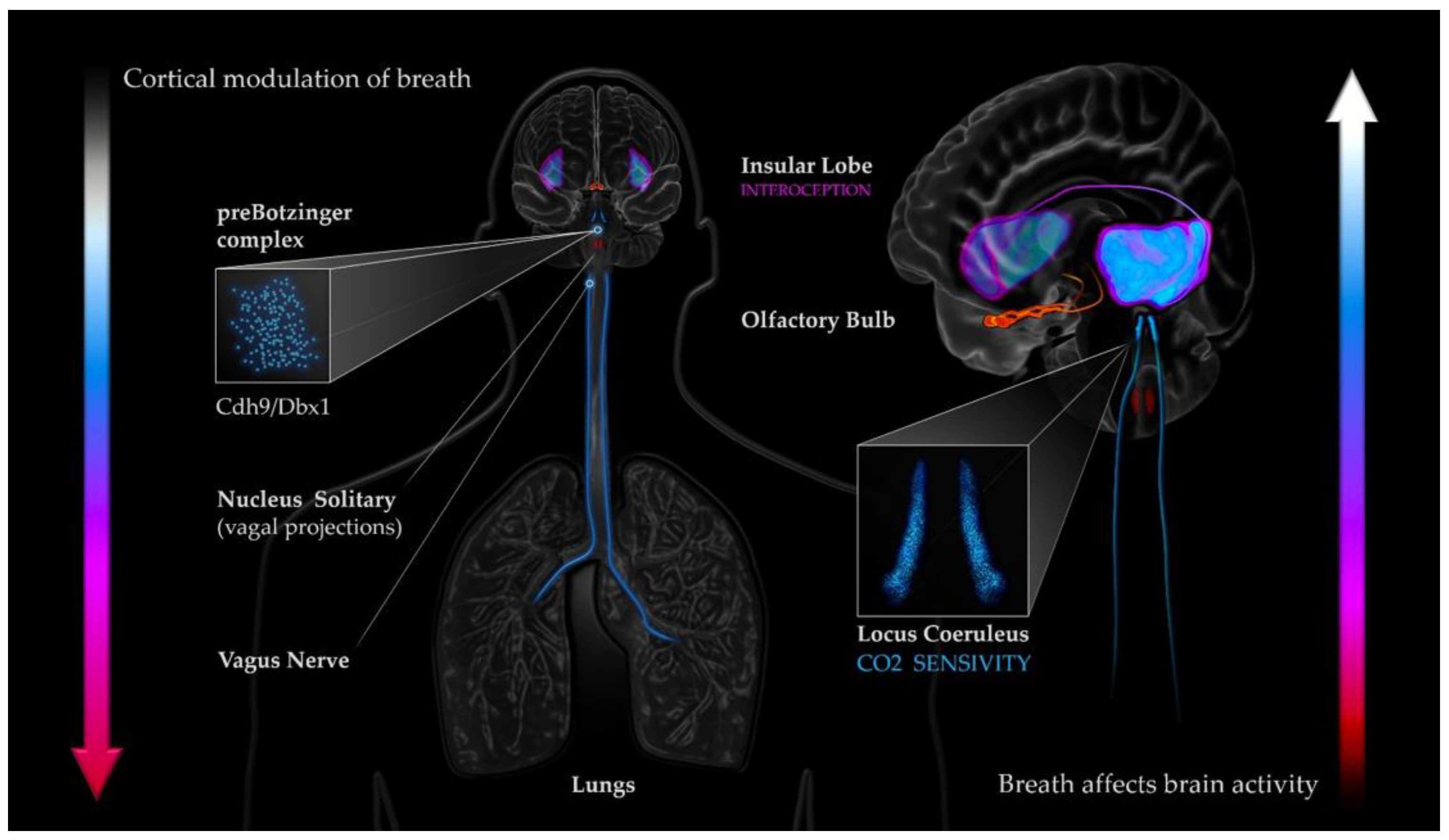Brainsci 11 01324 g002