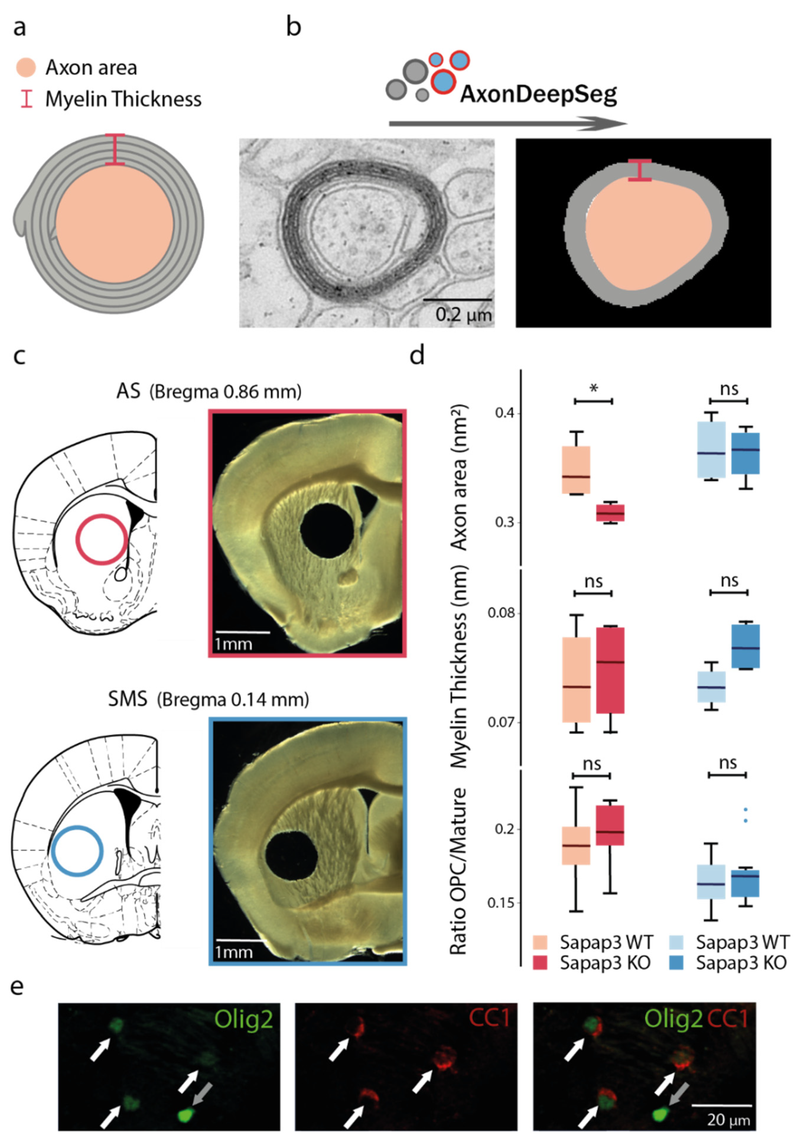 Brainsci 11 01353 g001