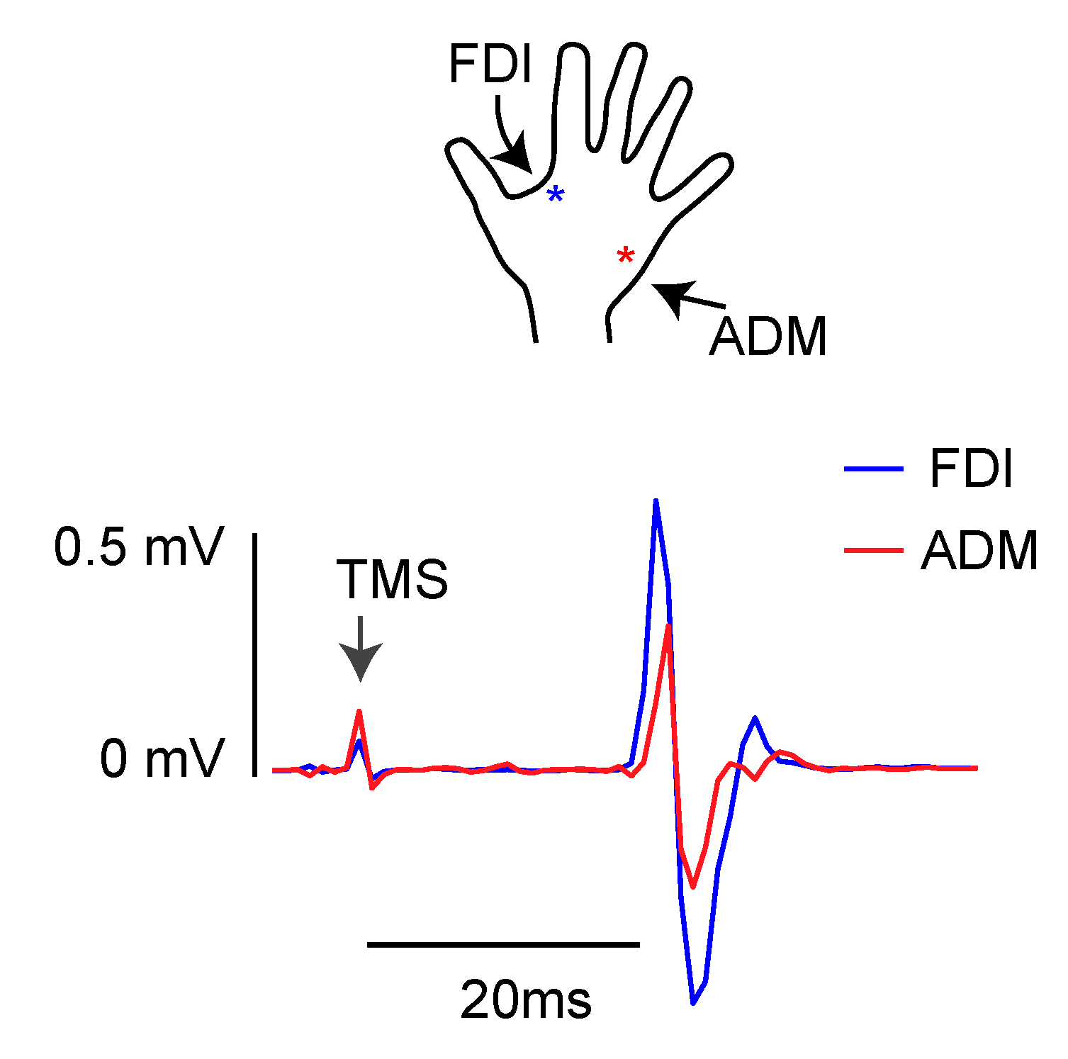 Brainsci 11 01357 g001