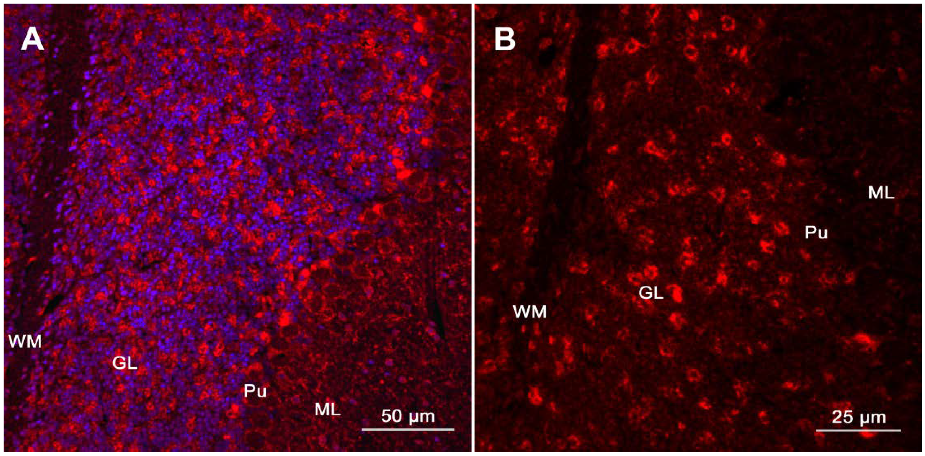 Brainsci 11 01414 g001