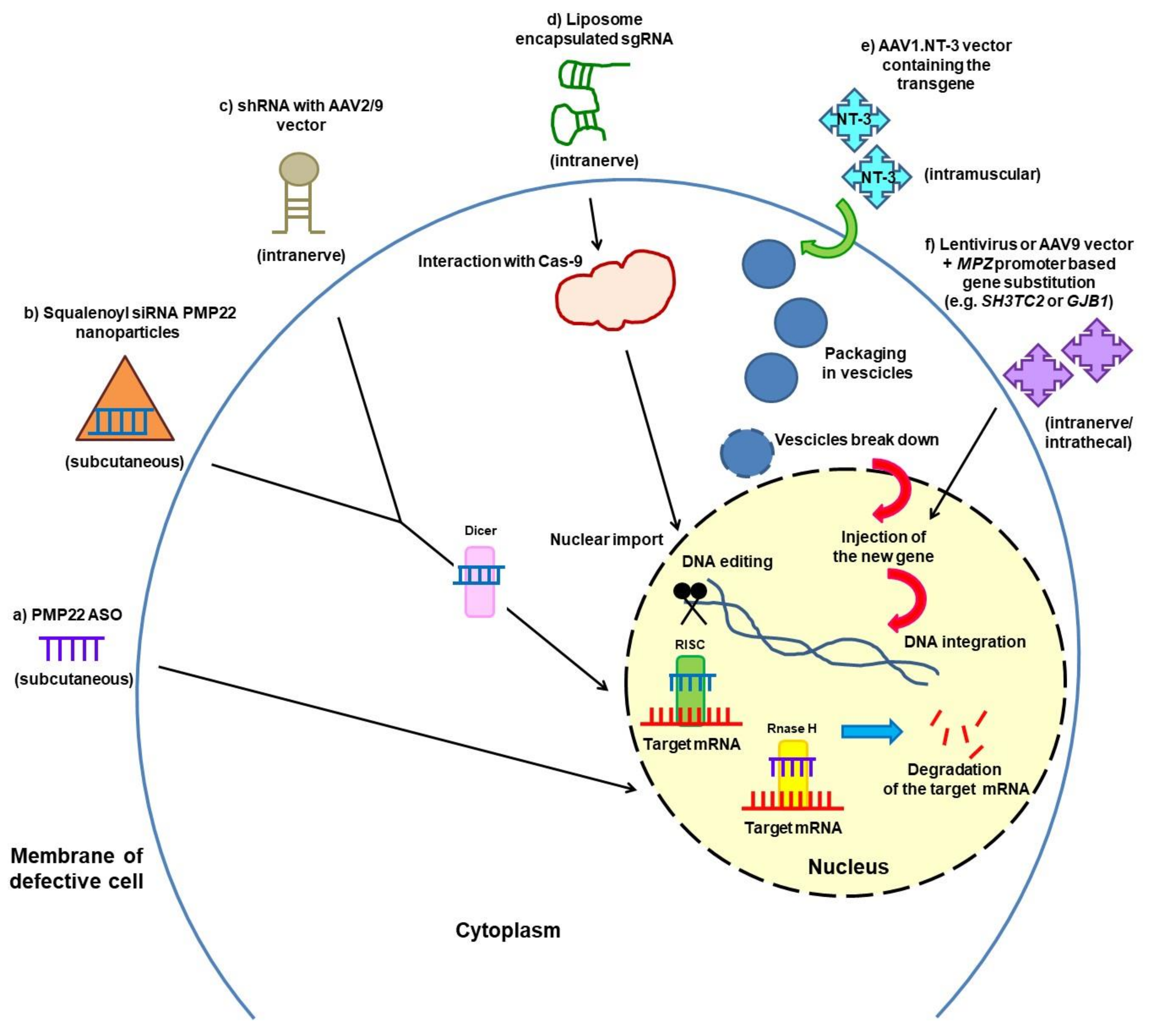 Brainsci 11 01447 g001