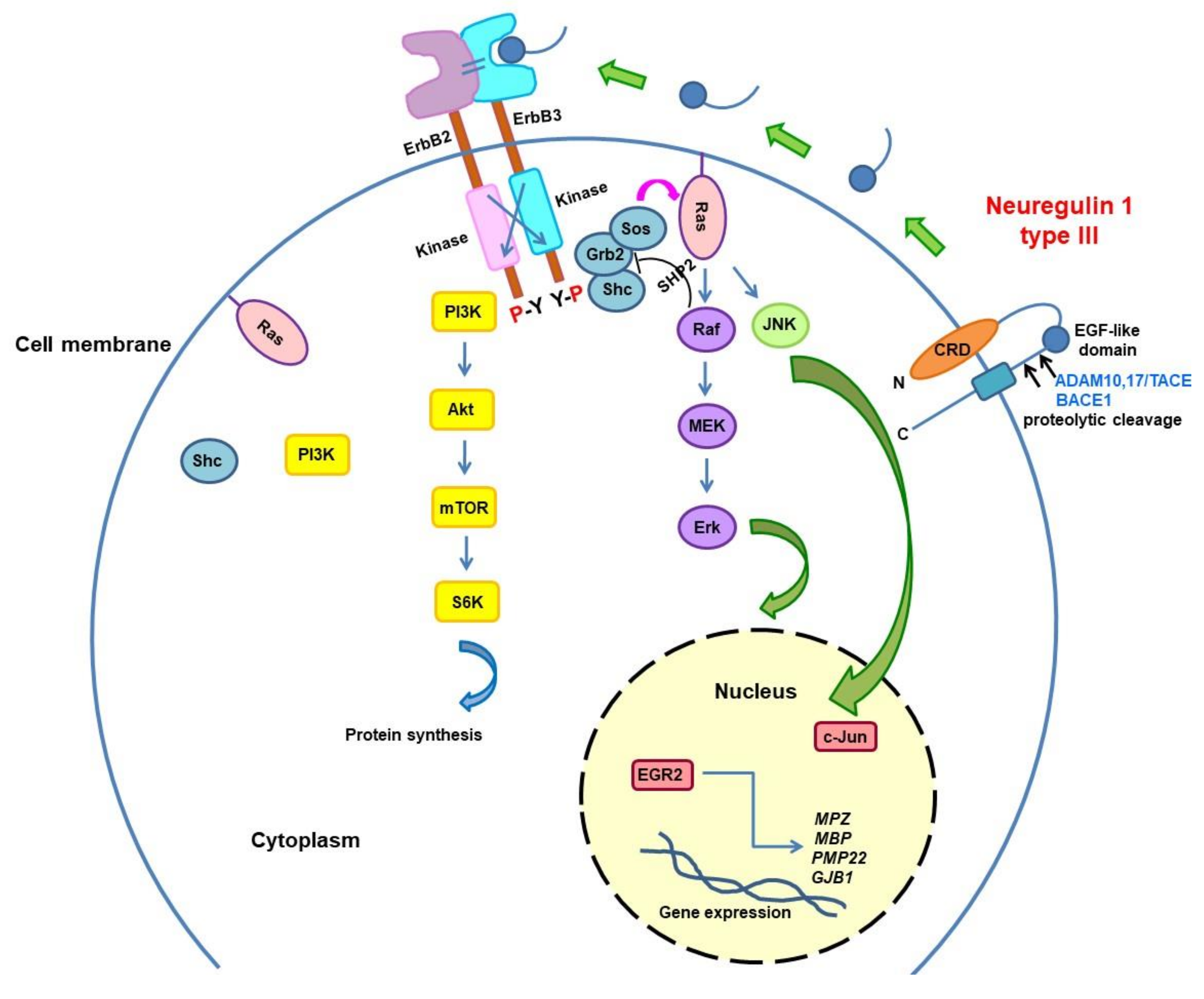 Brainsci 11 01447 g002