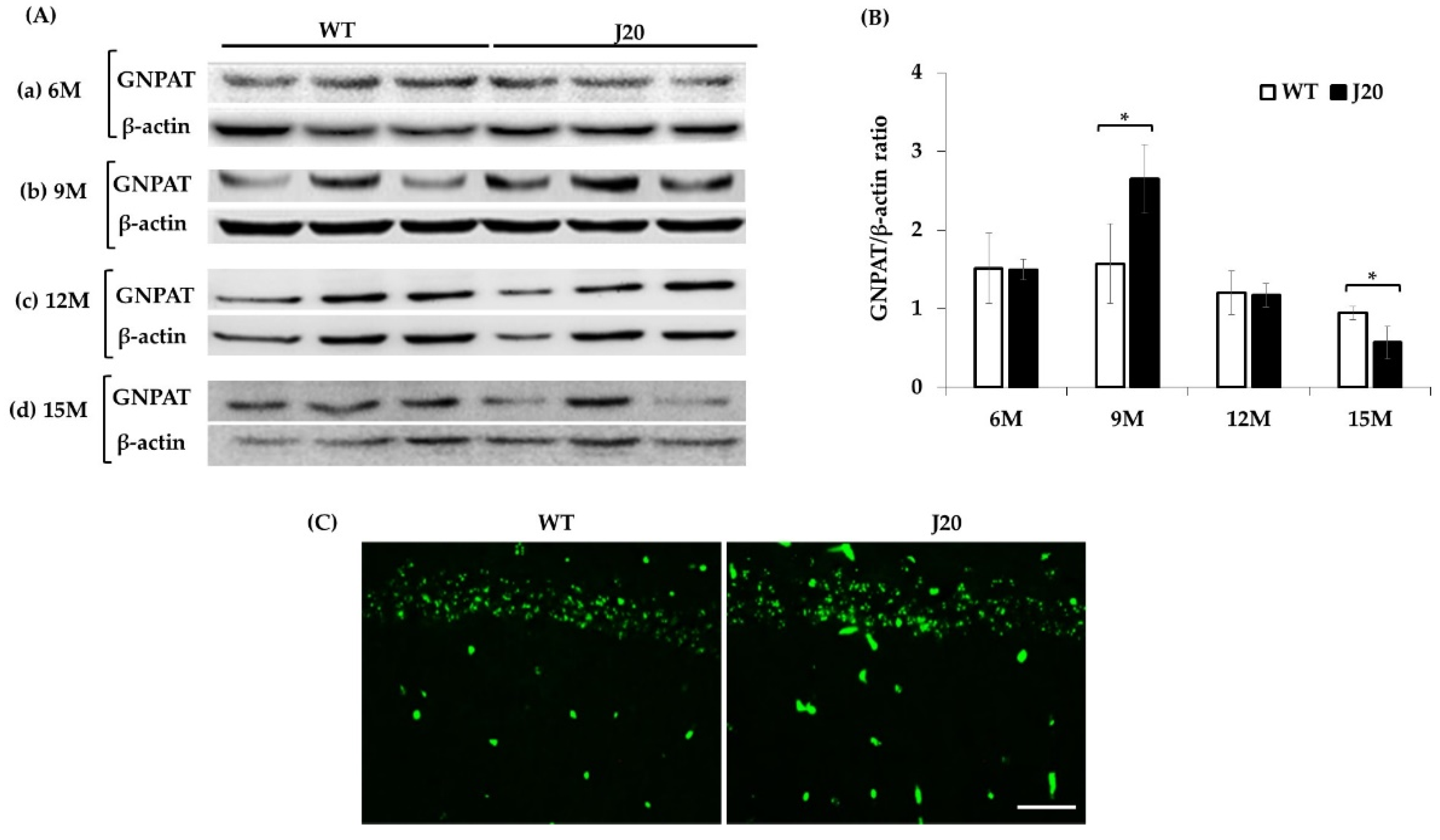 Brainsci 11 01603 g003