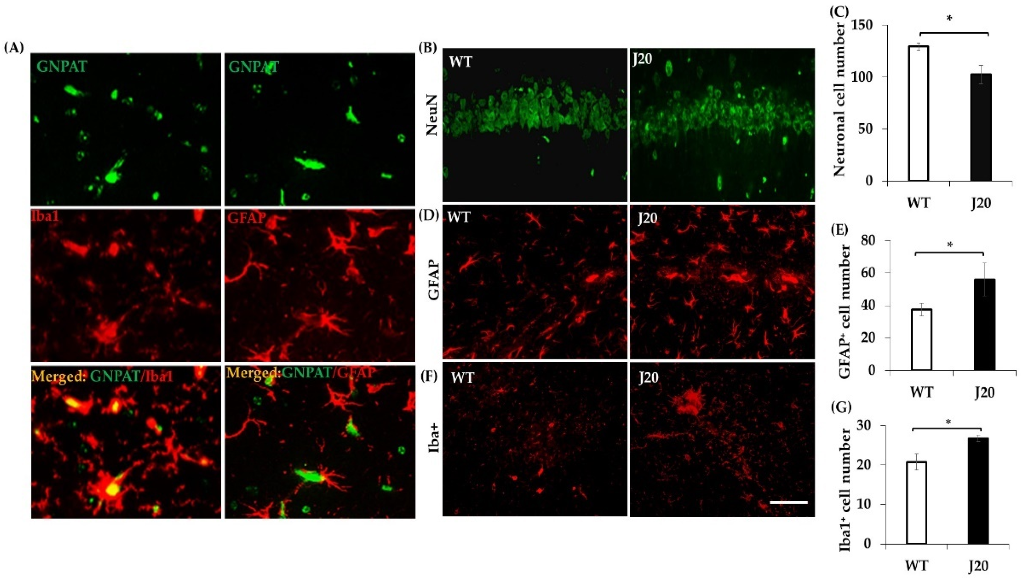 Brainsci 11 01603 g004