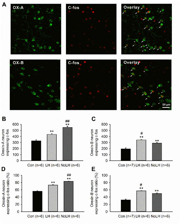 Brainsci 11 01634 g002 Brainsci 11 01634 g002
