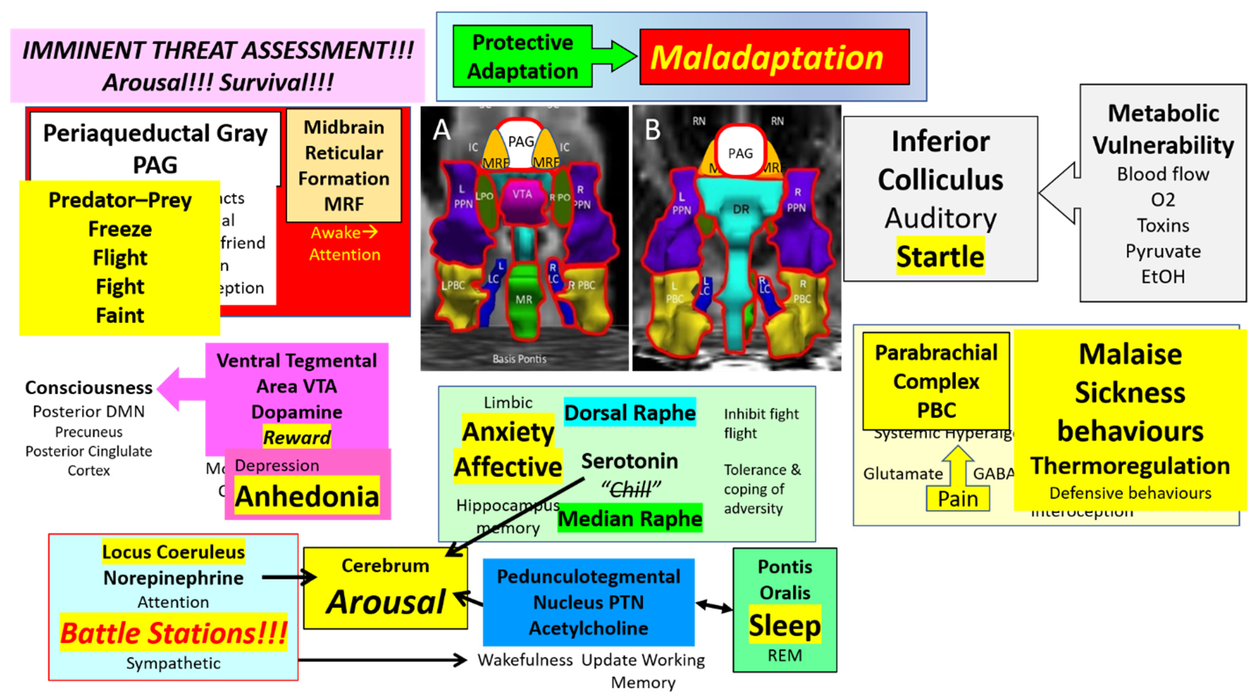 Brainsci 12 00132 g005 Brainsci 12 00132 g005