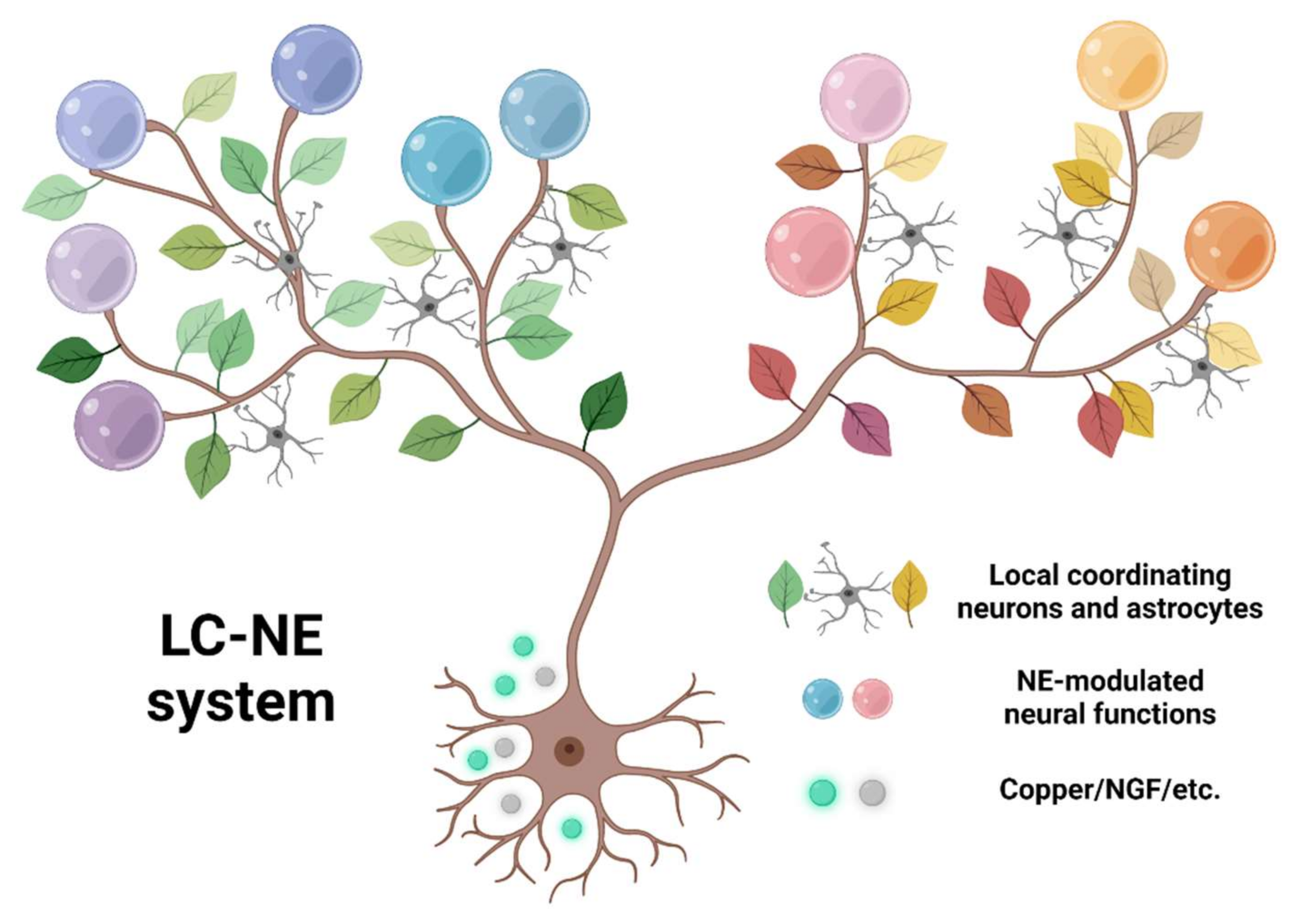 Brainsci 12 00134 g003