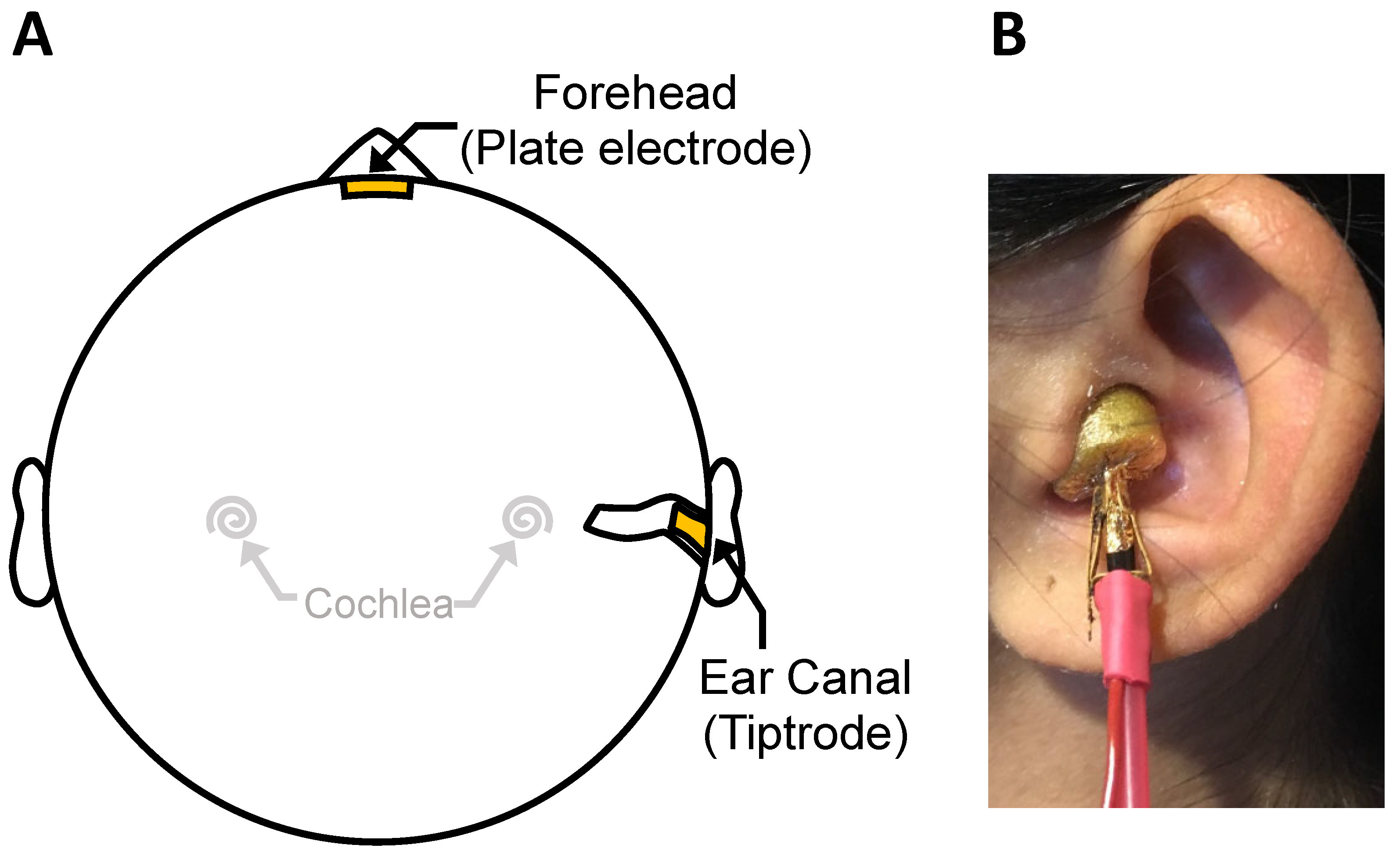 Brainsci 12 00142 g001